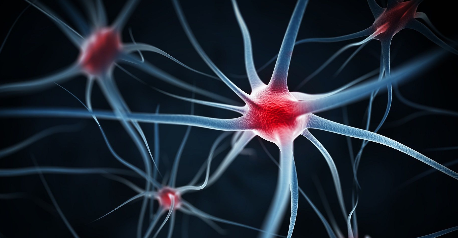 Chez les vertébrés, les prolongements des neurones par lesquels part l'influx nerveux (les axones) sont protégés par une gaine de myéline, une substance composée de protéines et de lipides qui est secrétée par des cellules entourant la fibre. La myéline facilite le passage de l'influx nerveux et en augmente la vitesse de propagation. Des maladies peuvent l'altérer. C'est le cas de la sclérose en plaques qui touche les fibres du système nerveux central (cerveau et moelle épinière). © Leigh Prather, Shutterstock