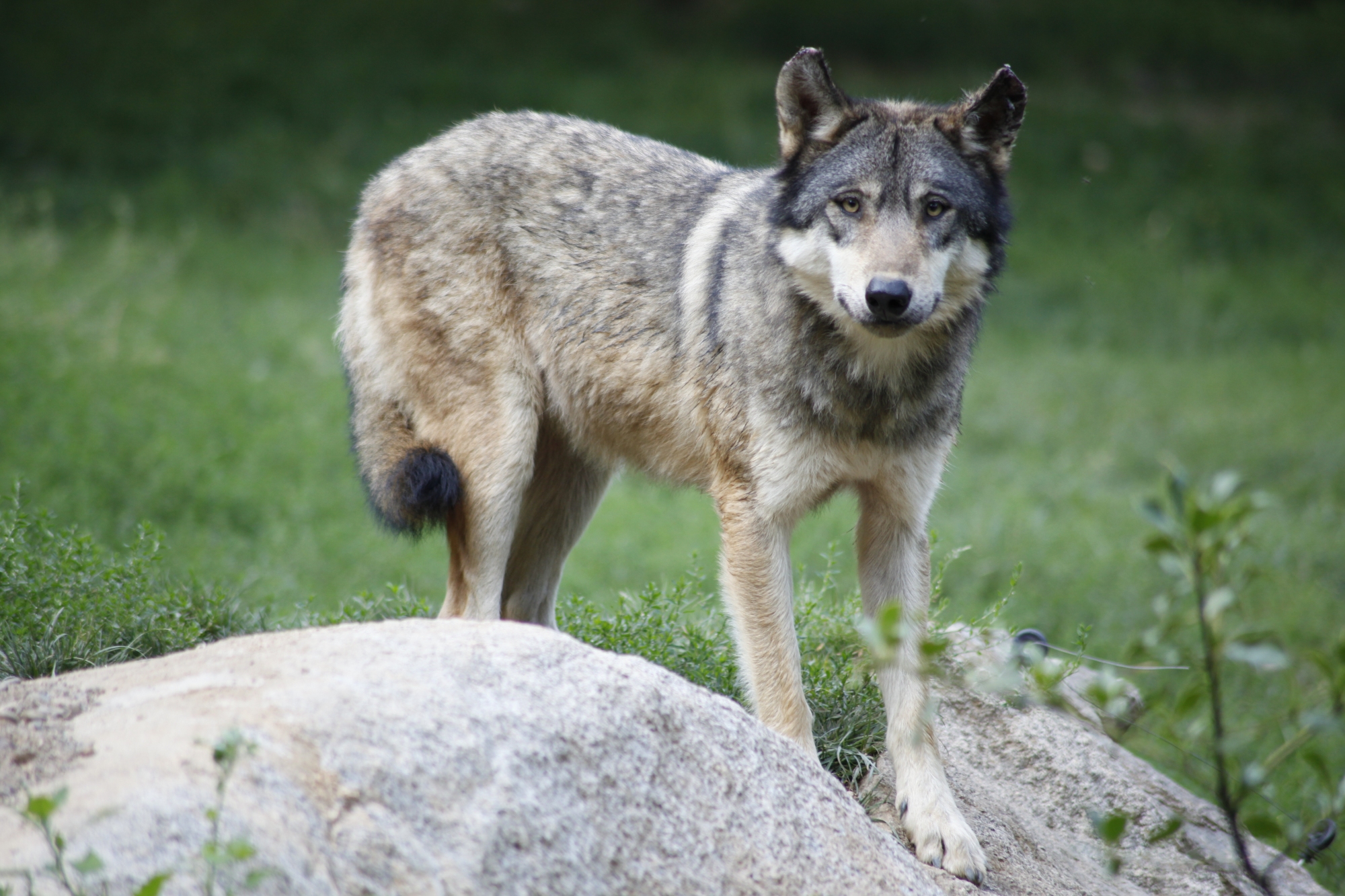 Les loups gris sont présents en grand nombre dans les zones contaminées il y a trente ans par la radioactivité dégagée après l'accident nucléaire de Tchernobyl. © Dfrancou - Licence Creative Commons 4.0 International