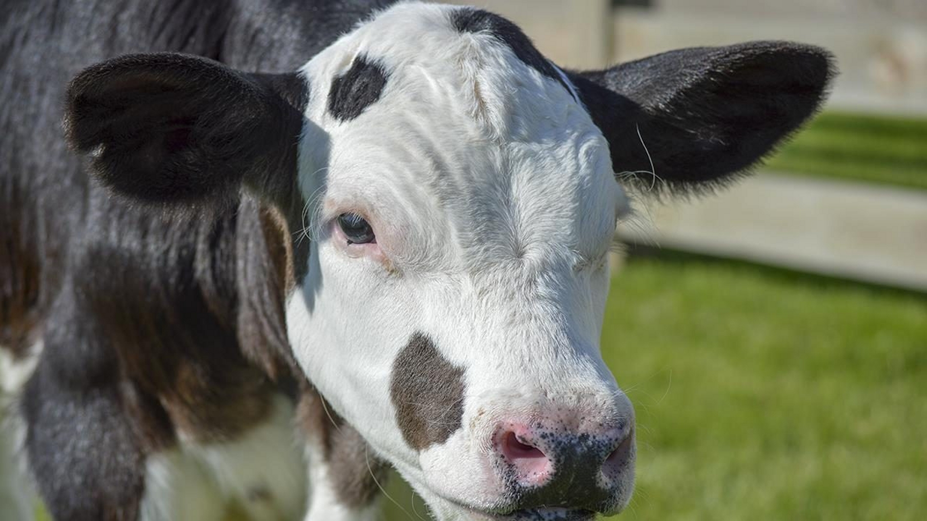 Les vaches dépourvues de cornes sont appréciées de beaucoup d'éleveurs. Depuis des années, des croisements cherchent à étendre ce caractère à des races exploitées. Mais des généticiens veulent aller plus vite en insérant eux-mêmes le gène dans les cellules de l'embryon. Spotigy, un veau de deux mois ici en photo, est issu de cette expérience. © Cornell Alliance for Science