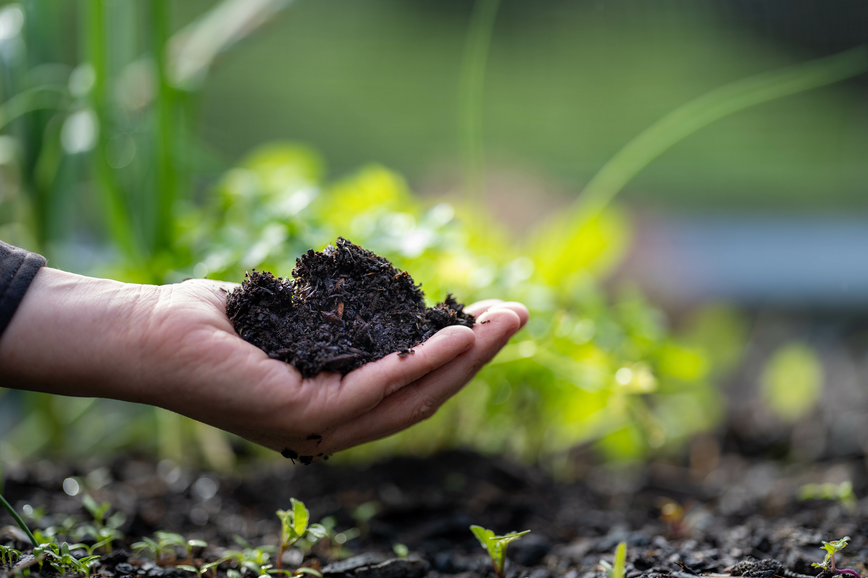 Un mélange particulier permet de stocker le carbone dans les sols. © Phoebe, Adobe Stock