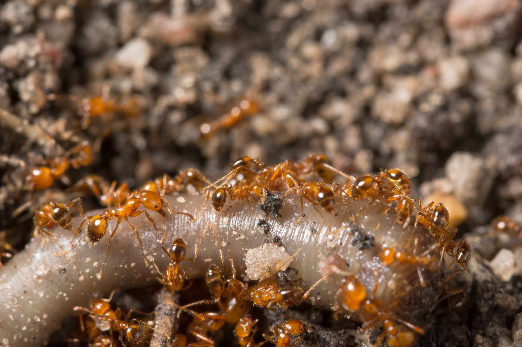 Les fourmis de feu sont de petites fourmis invasives originaires d’Amérique du sud. © Aukid, Fotolia