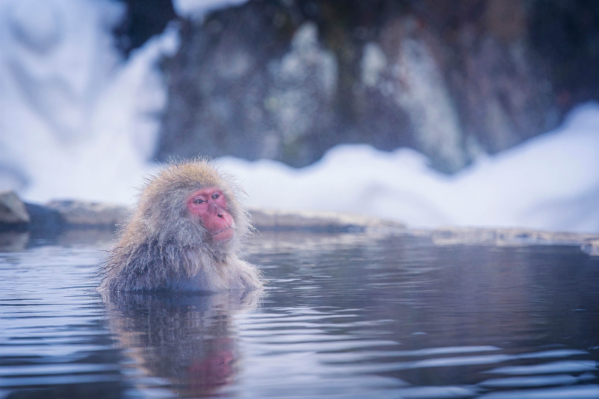 Les humains ne sont pas les seuls à profiter des sources d'eau chaude au Japon. © Thirawatana, Adobe Stock
