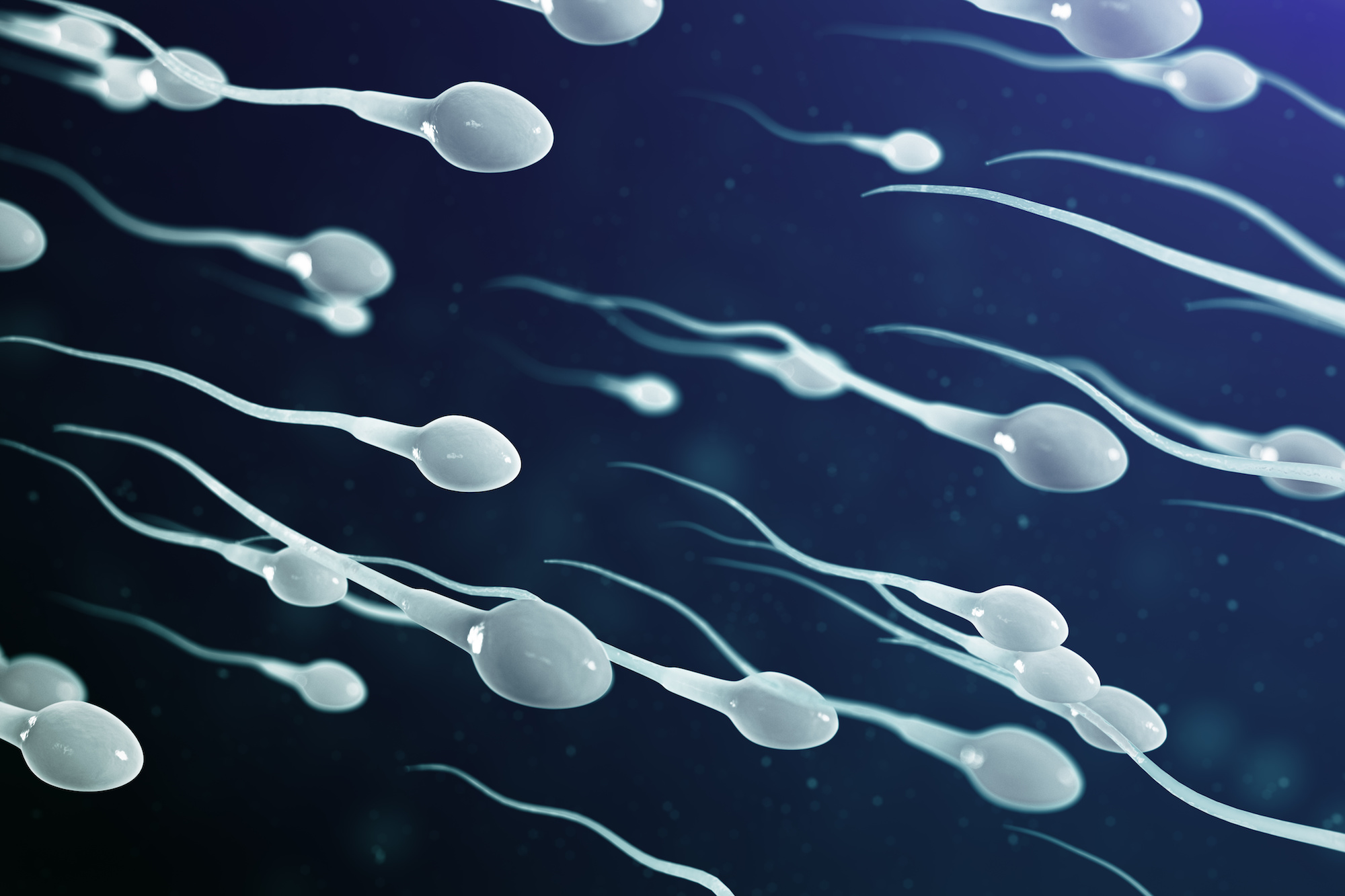 Une baisse significative du nombre de spermatozoïdes est observée depuis cinquante ans dans les pays industrialisés. © rost9, Adobe Stock