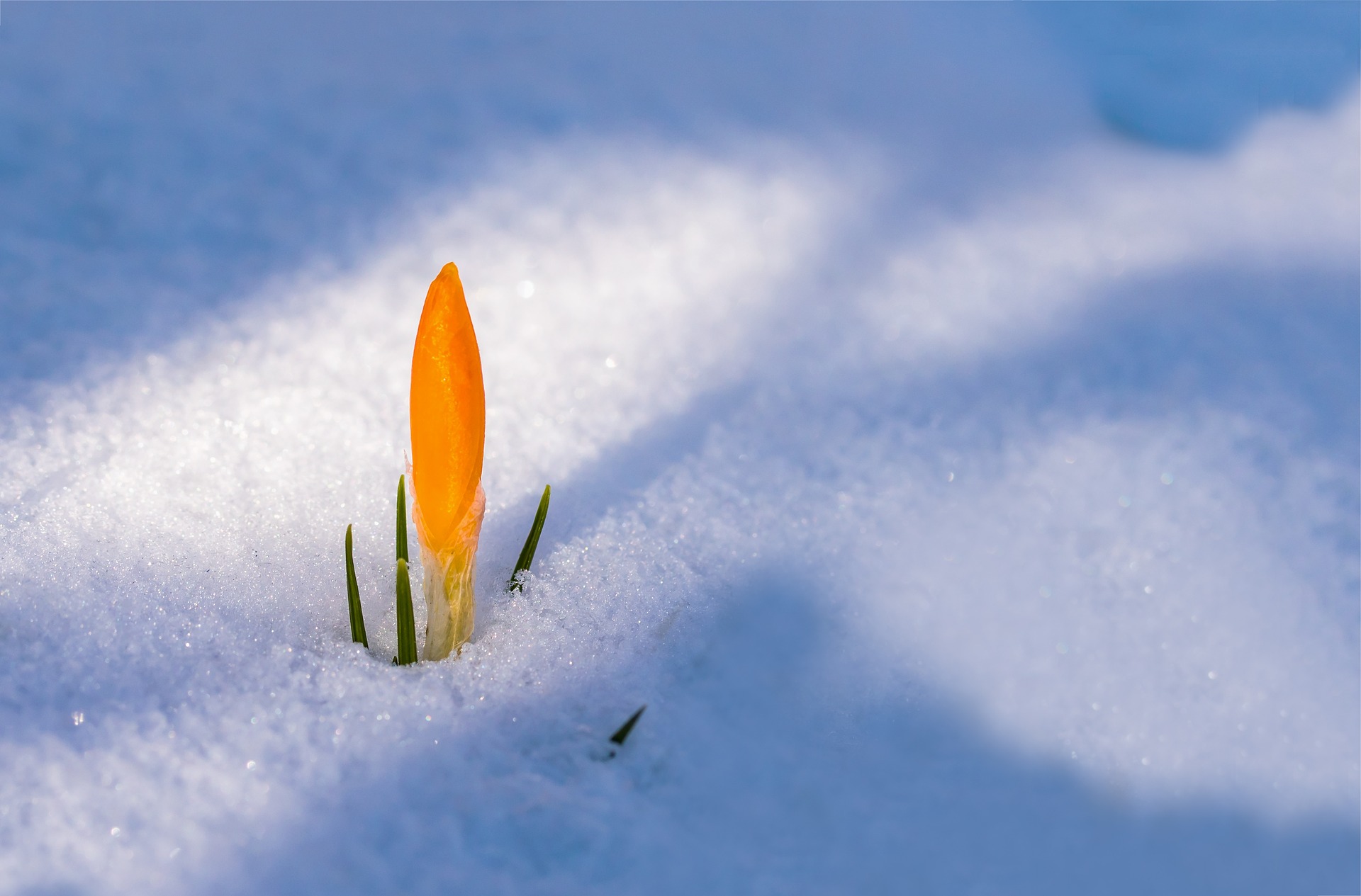 La neige protège les jeunes plantes du gel grâce à son effet isolant. © Myriams-Fotos, Pixabay
