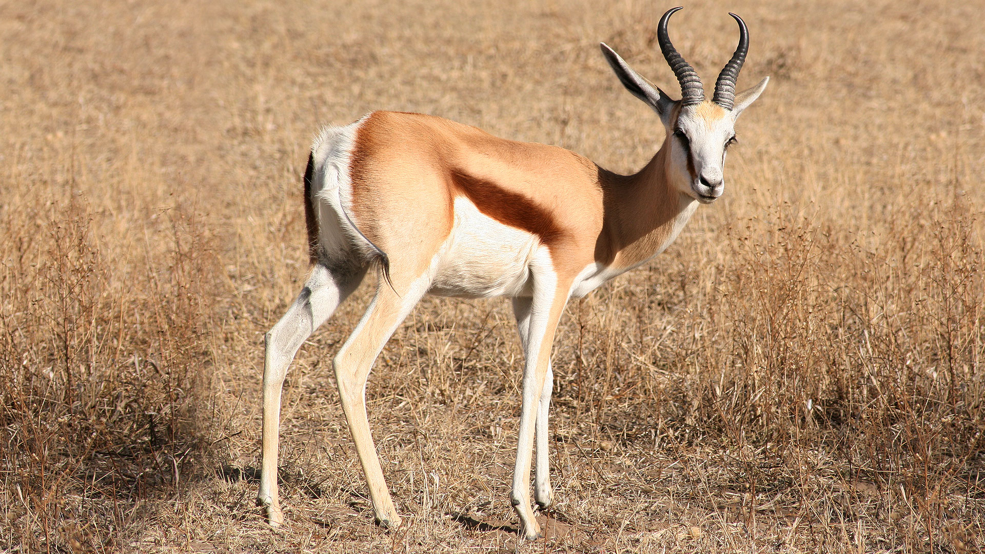 Le springbok, un animal devenu symbole en Afrique du Sud