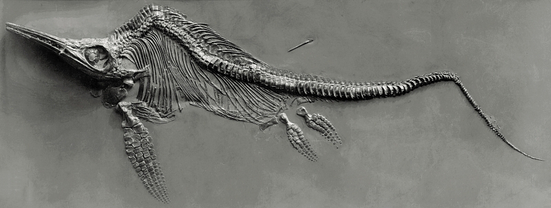 Les ichtyosaures appartenaient à l'ordre des ichtyosauriens. © Fritz Geller-Grimm, Wikimedia Commons, cc by sa 2.5