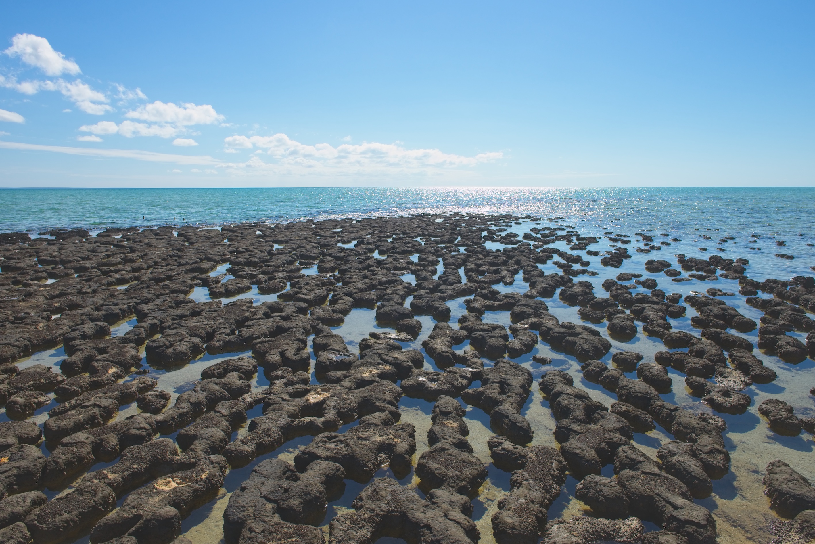 Stromatolites de Shark Bay en Australie. © roboriginal, Adobe Stock