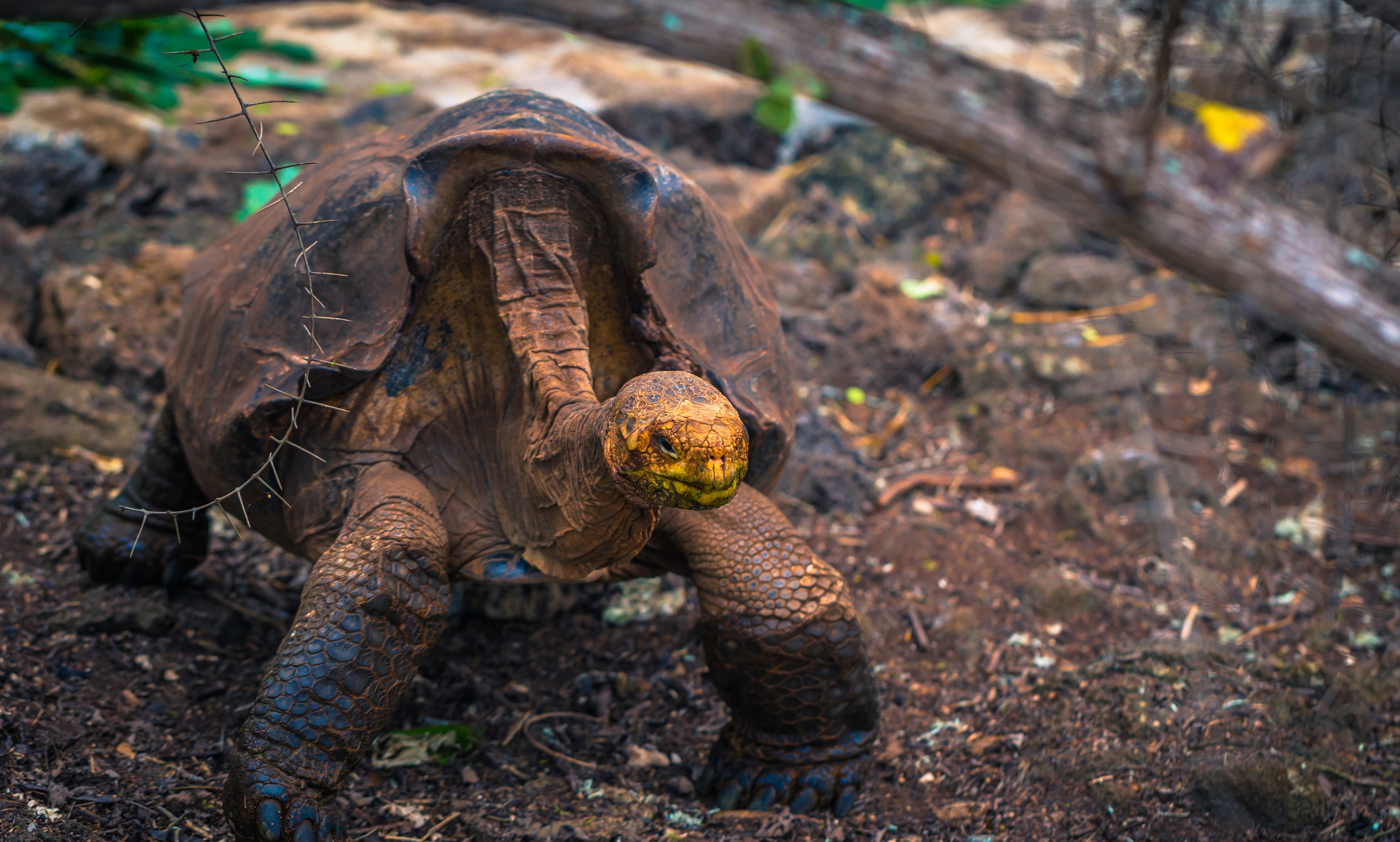 Grâce à Super Diego, une tortue géante des Galápagos, son espèce n’est plus en voie d’extinction. © rpbmedia, Adobe Stock