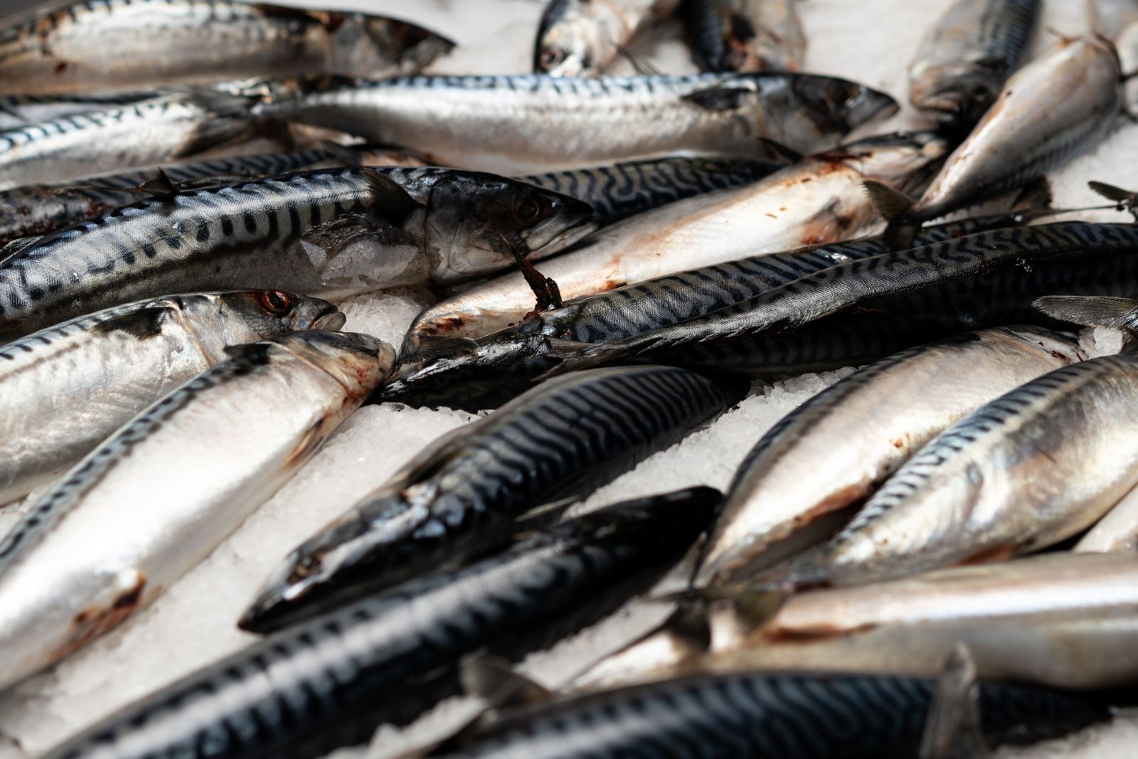 Ce poisson est en surpêche : les scientifiques appellent à stopper sa consommation. © FlyParade, iStock