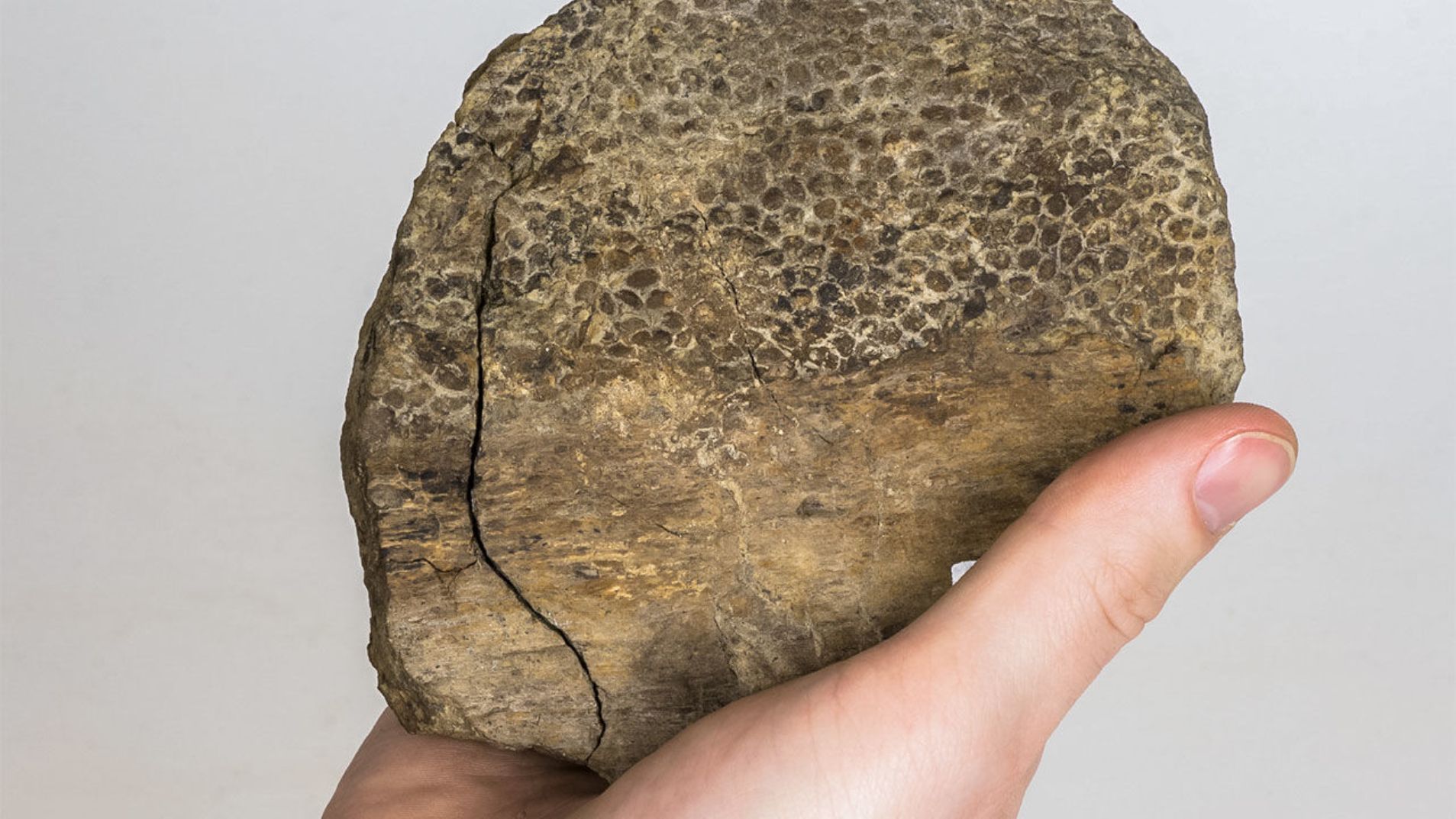 Le seul fossile de peau de T-Rex connu, celui de Wyrex. © Amanda Kelley