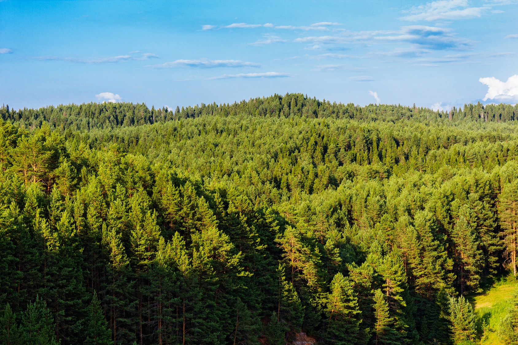 La taïga est une forêt boréale formée principalement de conifères. © Alx_Yago, Fotolia