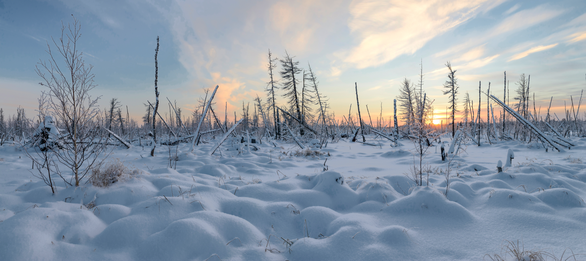 Les plaines de Sibérie étaient couvertes de neige durant les deux tiers de l'année à l'époque où les lions des cavernes occupaient ce territoire. © vladi_mir, Adobe Stock