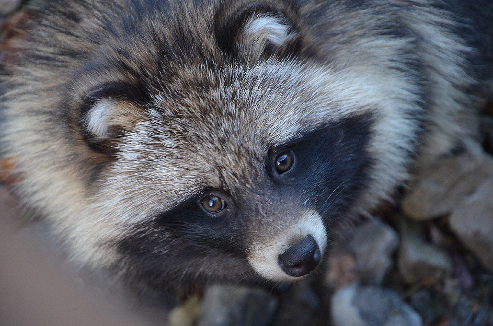 Avec leurs lunettes noires, les chiens viverrins sont souvent confondus avec les ratons laveurs. © Bernd Schwabe CC BY-SA 3.0 via Wikimedia Commons