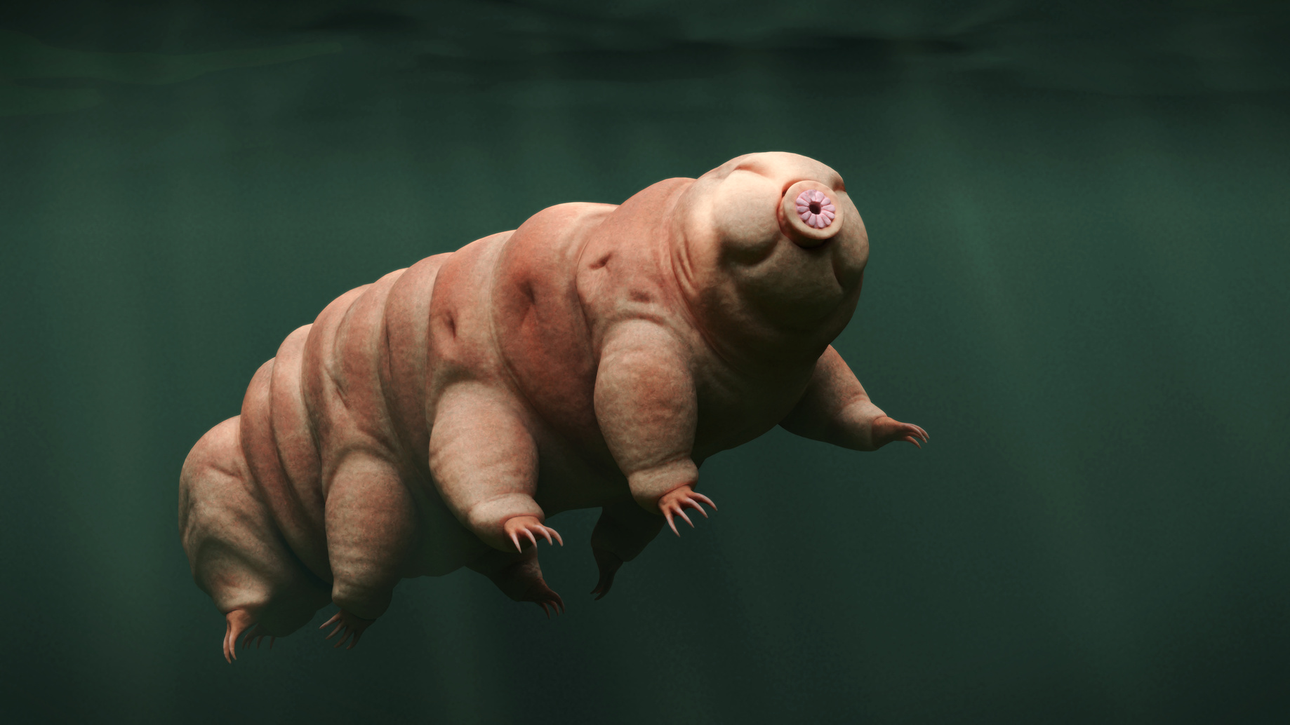 Illustration d'un tardigrade nageant dans l'eau. © dottedyeti, fotolia