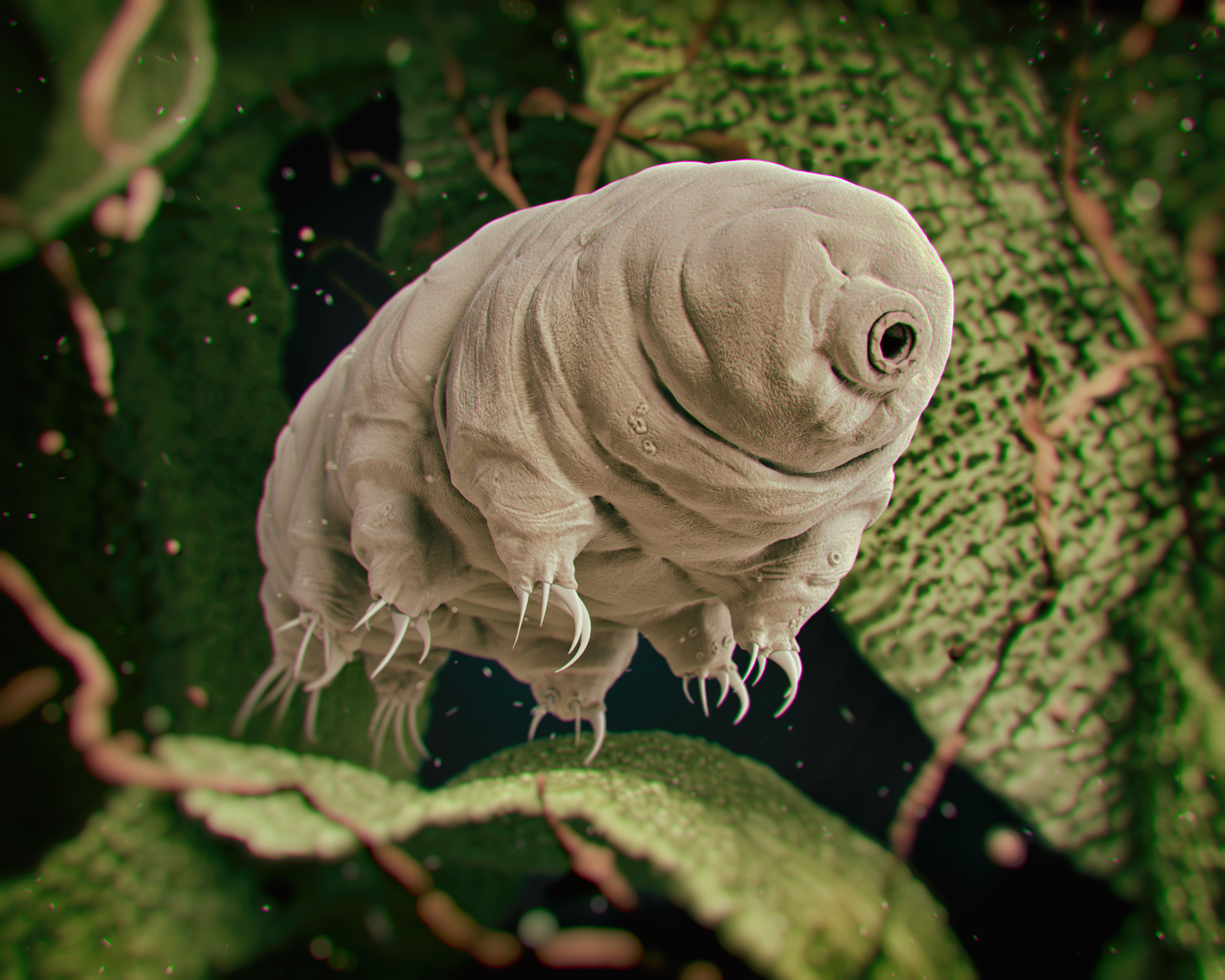 Les tardigrades ne seraient finalement pas invulnérables. Leur talon d’Achille : une exposition prolongée à de hautes températures. © rukanoga, Fotolia
