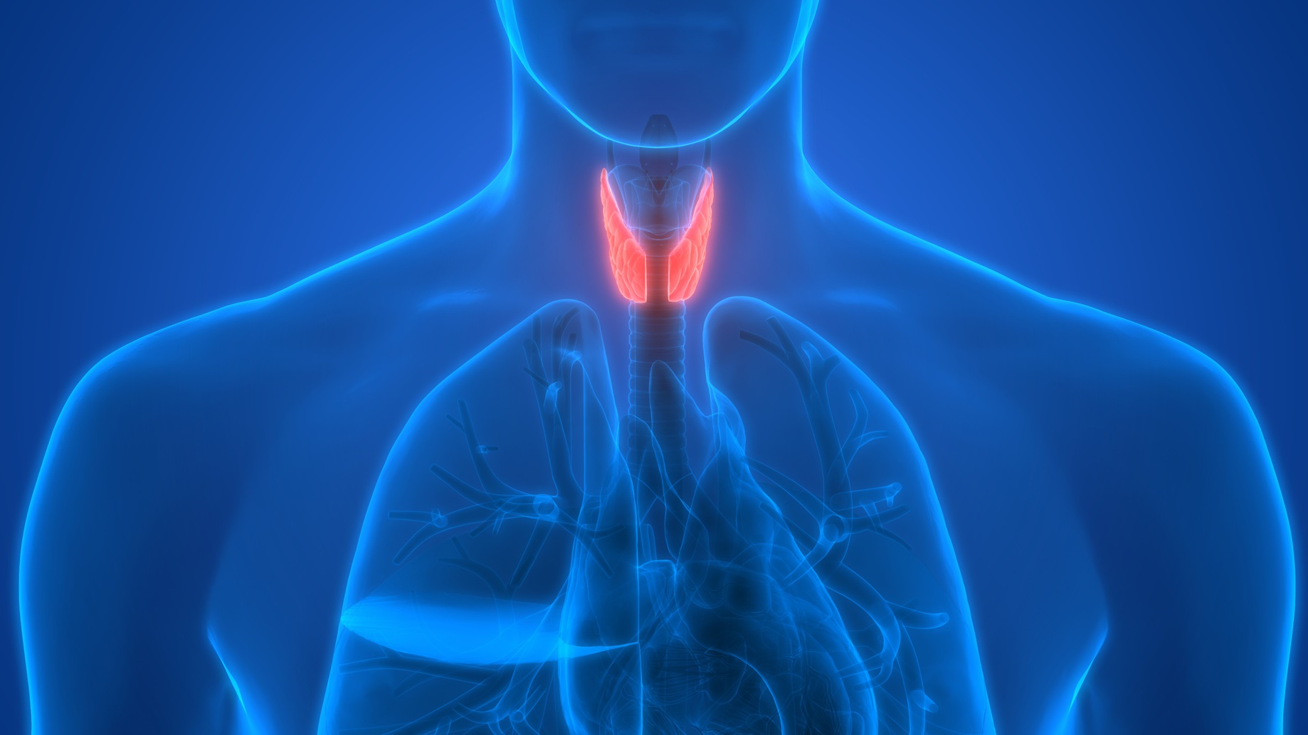 La glande thyroïde est la cible des auto-anticorps dans la maladie d'Hashimoto. © Magicmine, Fotolia
