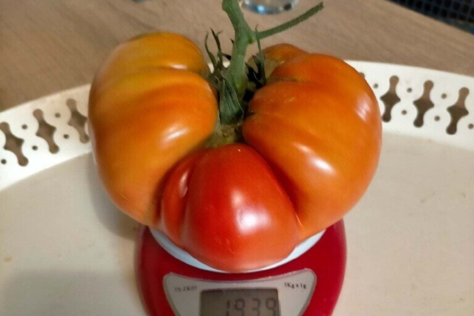 Une tomate gigantesque pousse dans un petit jardin breton. © Guy Tritsch