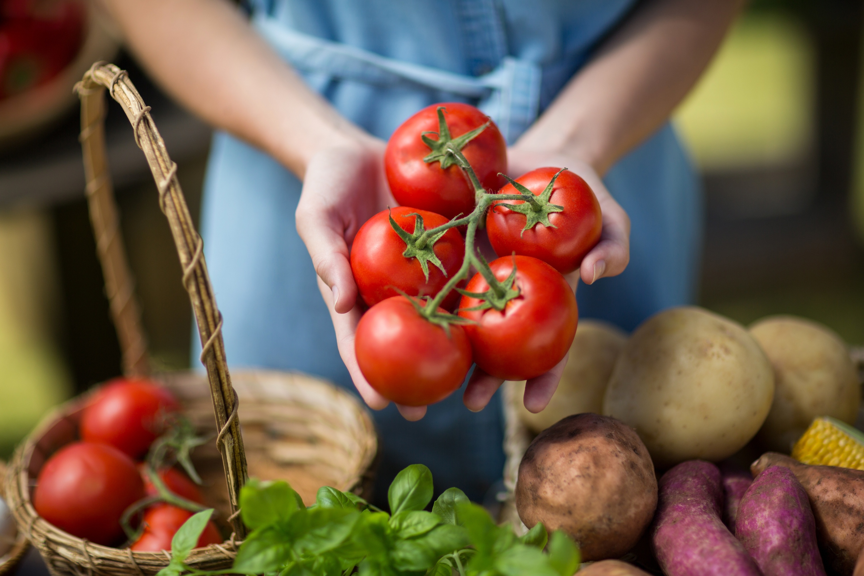 Les tomates et les pommes de terre contiennent des glycoalcaloïdes, des composés susceptibles de présenter des propriétés antitumorales efficaces. © WavebreakMediaMicro, Adobe Stock
