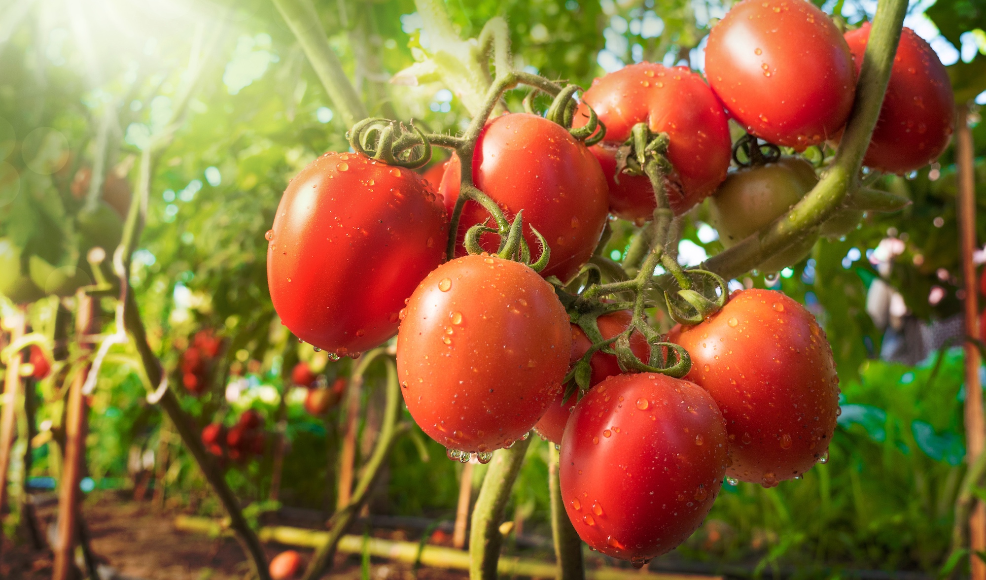 Les variétés de tomates vont de la petite tomate cerise à la grosse tomate coeur de boeuf. © singkham, fotolia