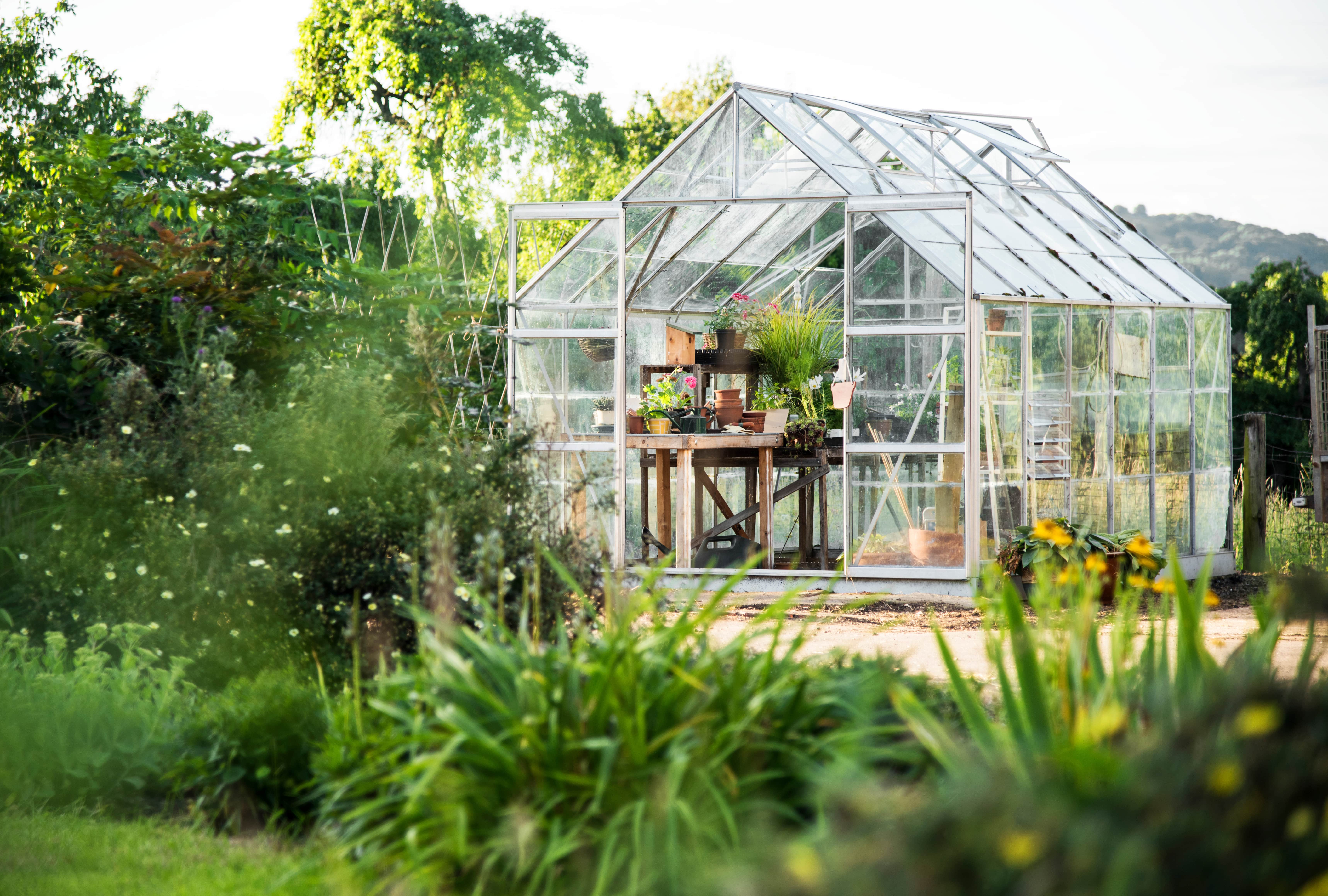 Une serre de jardin est idéale pour protéger vos cultures de fruits et légumes © Rawpixel.com, Adobe Stock