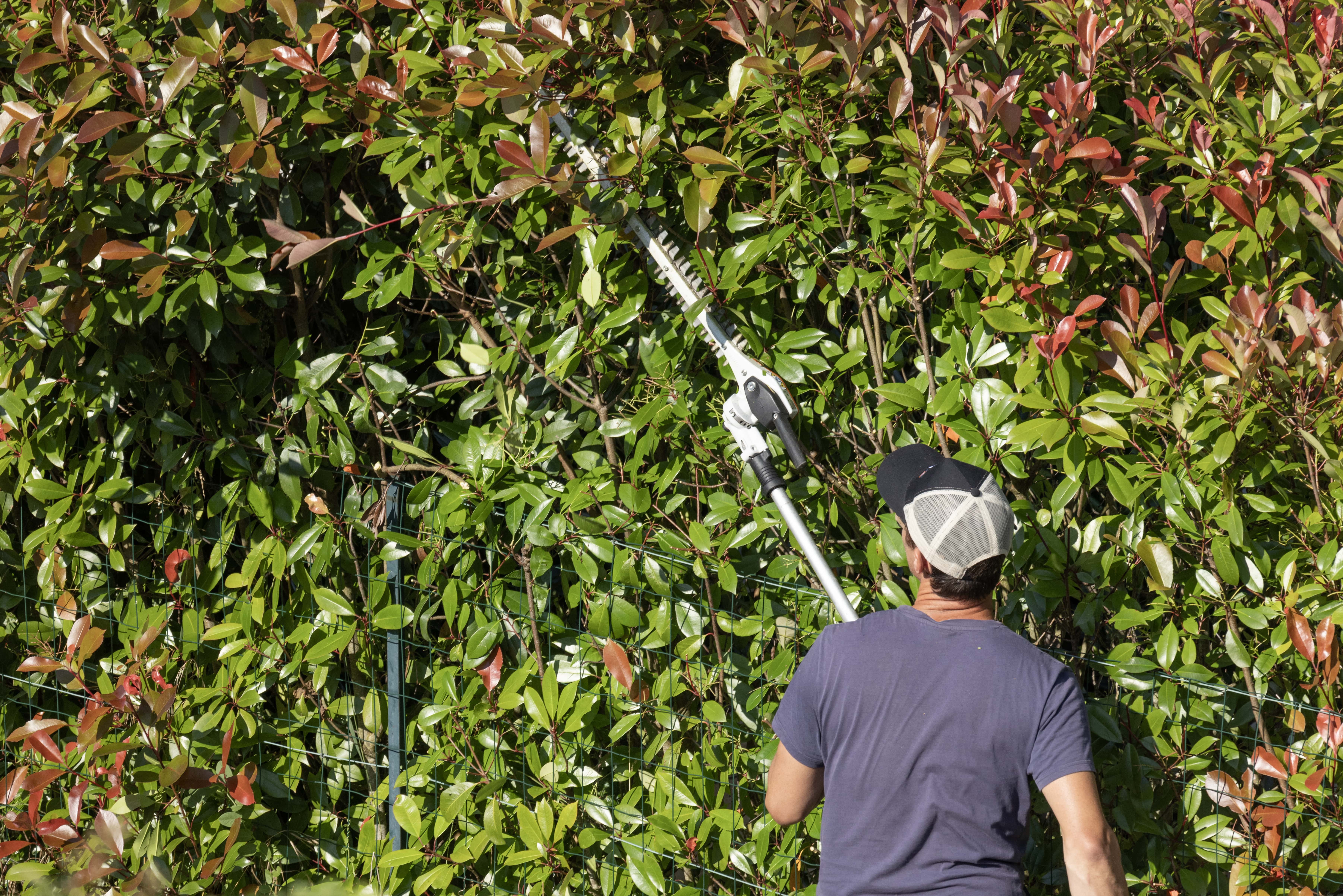 L'utilisation d'un taille-haie télescopique est idéale pour entretenir vos haies en hauteur sans effort. © hcast, Adobe Stock