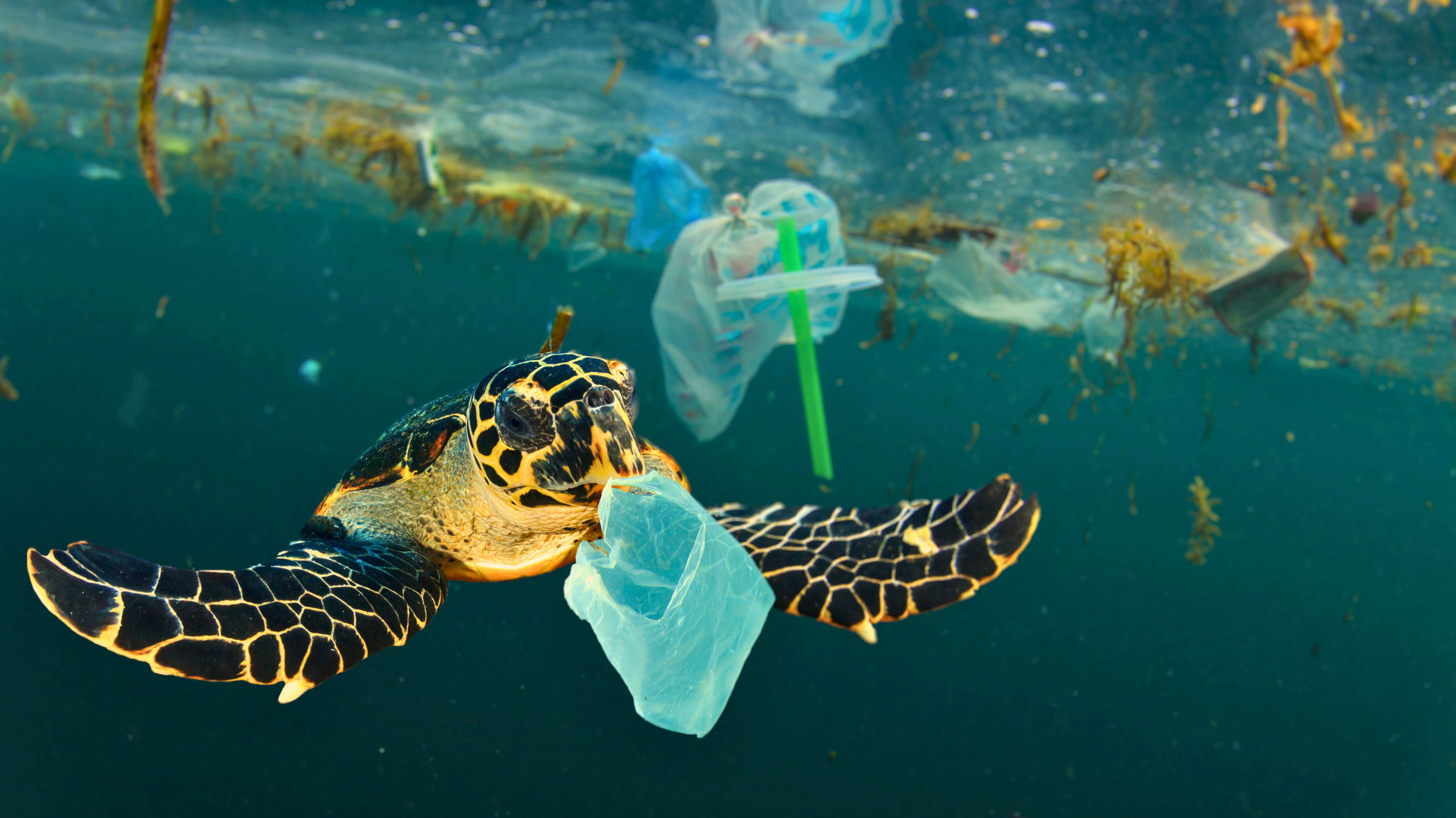 La pollution aux plastiques touche l'humanité entière, mais aussi tout le monde vivant. Des contraintes juridiques doivent être adoptées mondialement pour endiguer ce danger majeur. © Richard Carey, Adobe Stock