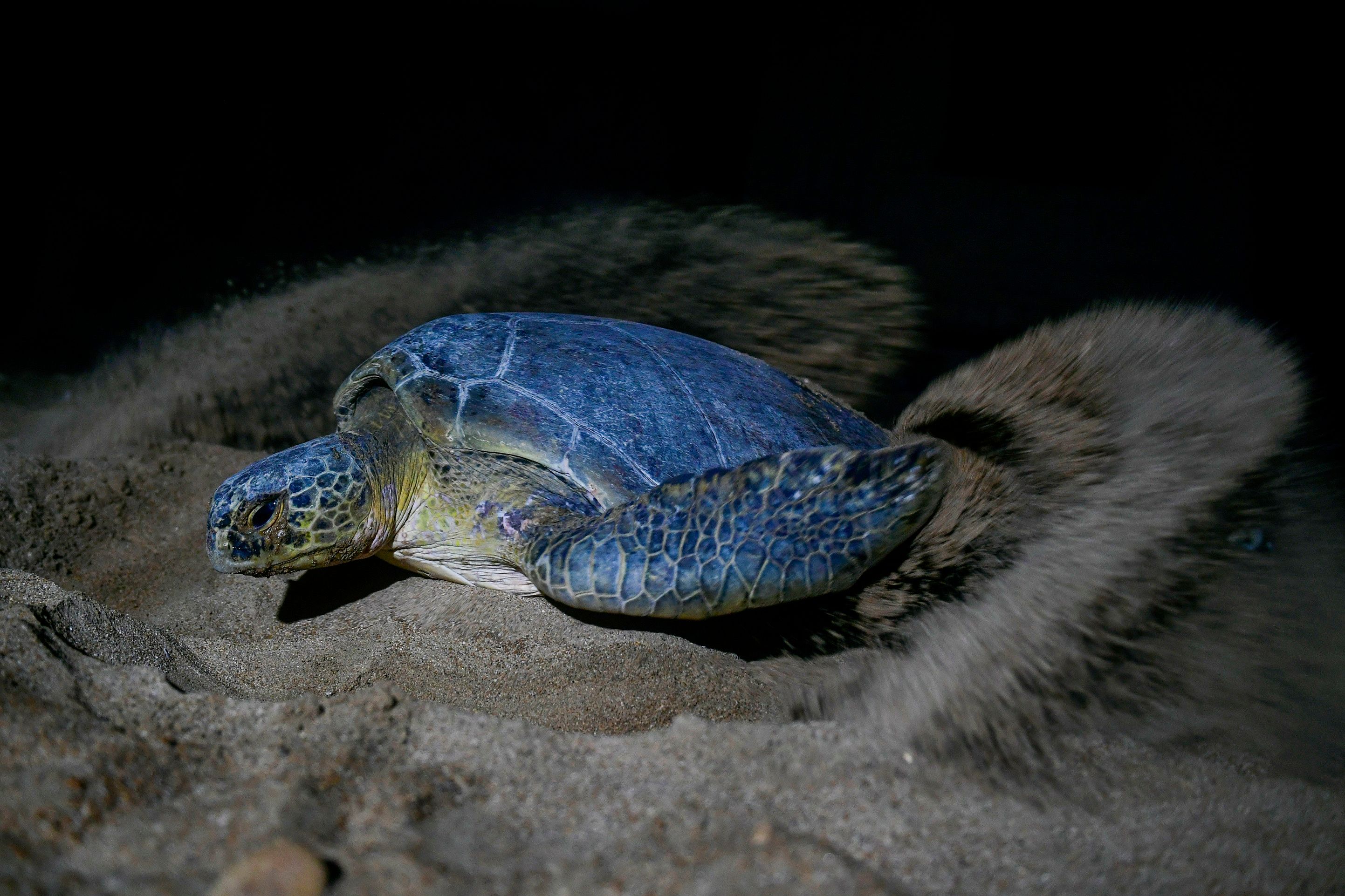 Victimes des conséquences du réchauffement climatique ou les captures accidentelles pendant la pêche, les tortues vertes du centre sud et de l'est de l'océan Pacifique sont respectivement classées « en danger » et « vulnérables » par la nouvelle liste de l'UICN. © Asif Hassan, AFP