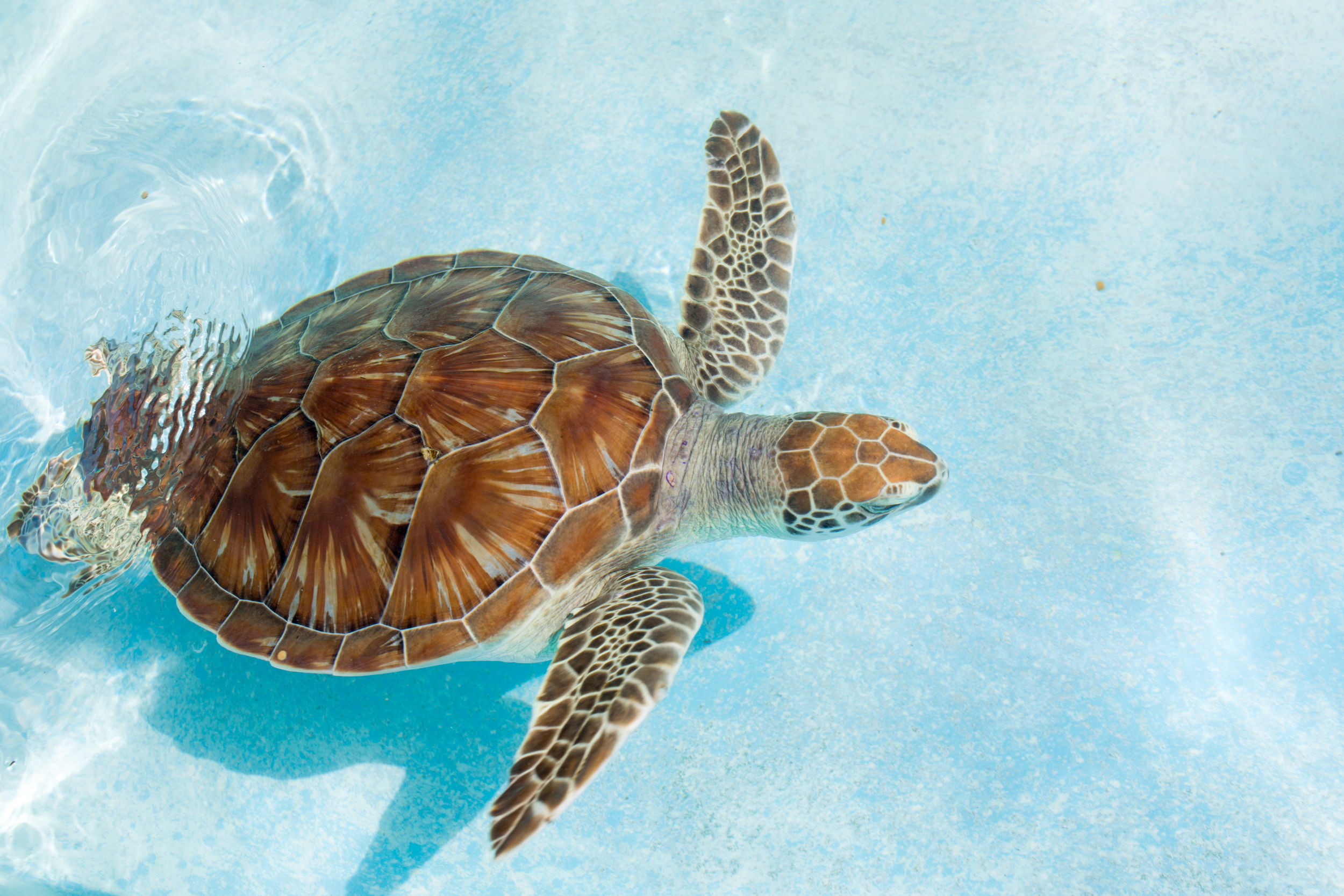 Une étude menée par le WWF estime qu'au moins 100 000 mammifères marins, dont les baleines, dauphins, phoques et lions de mer, périssent chaque année à cause de la pollution plastique dans les océans. © Johan Sky, Adobe Stock