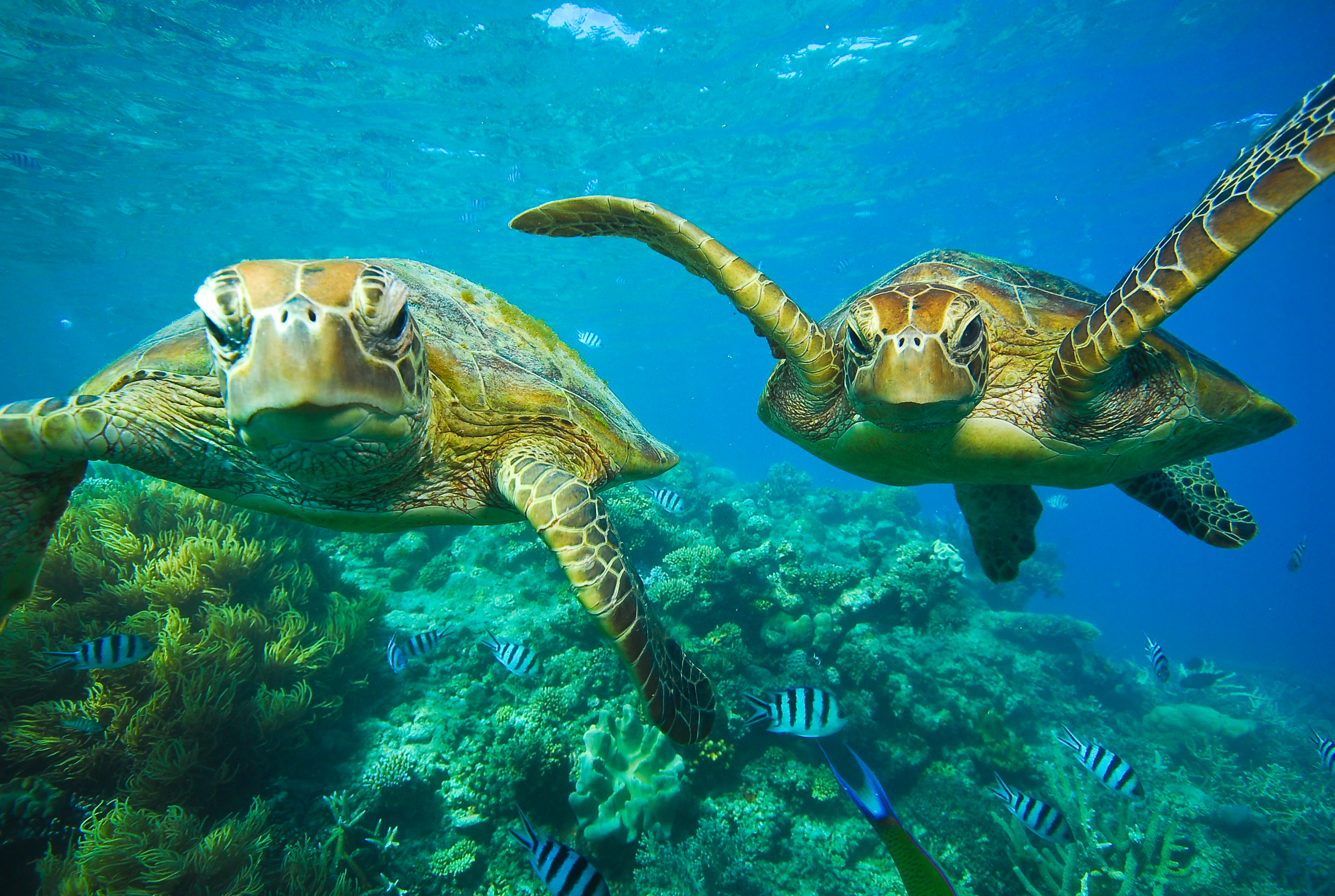 Les tortues vertes&nbsp;sont&nbsp;des&nbsp;tortues&nbsp;marines présentes dans les eaux tropicales et tempérées de tous les océans. © treetstreet, Adobe Stock