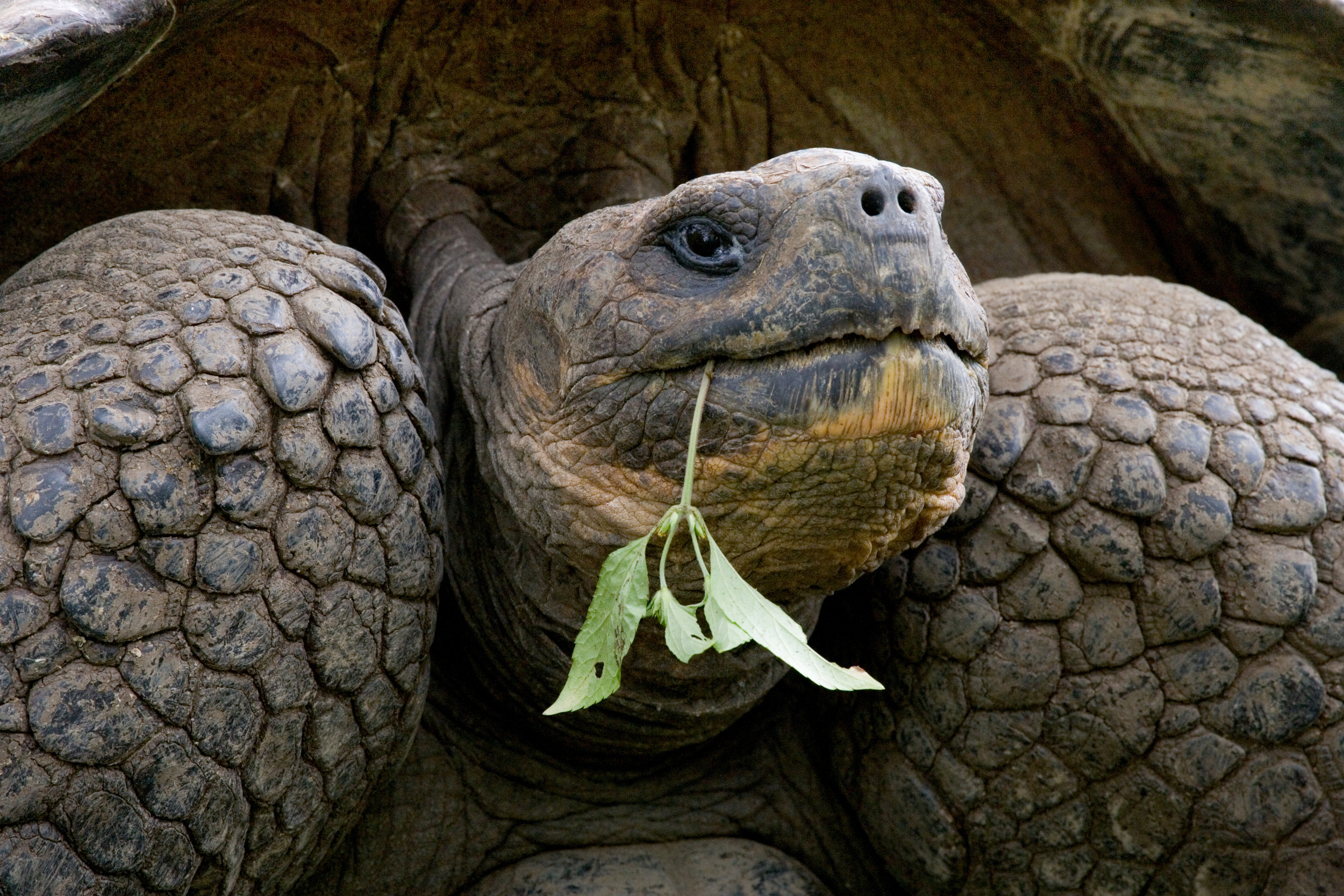 Les tortues géantes des Galápagos sont sur la Liste rouge de l'Union internationale pour la conservation de la nature (UICN). © gudkovandrey, Adobe Stock