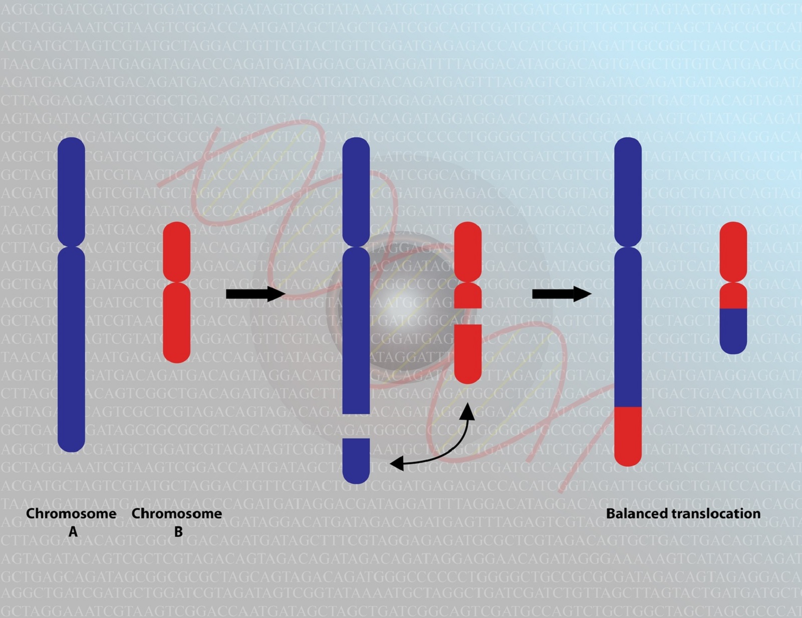 Une translocation réciproque entre chromosomes non homologues conduit à un échange de matériel génétique. © meletver, Fotolia