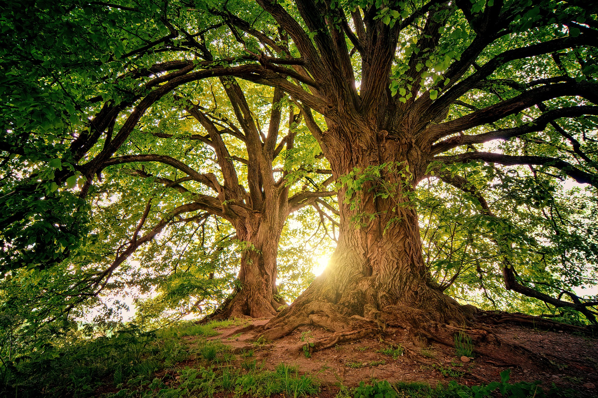 La plus vieille forêt du monde se trouve à deux heures de New York selon des paléobotanistes anglais. © jplenio, Pixabay