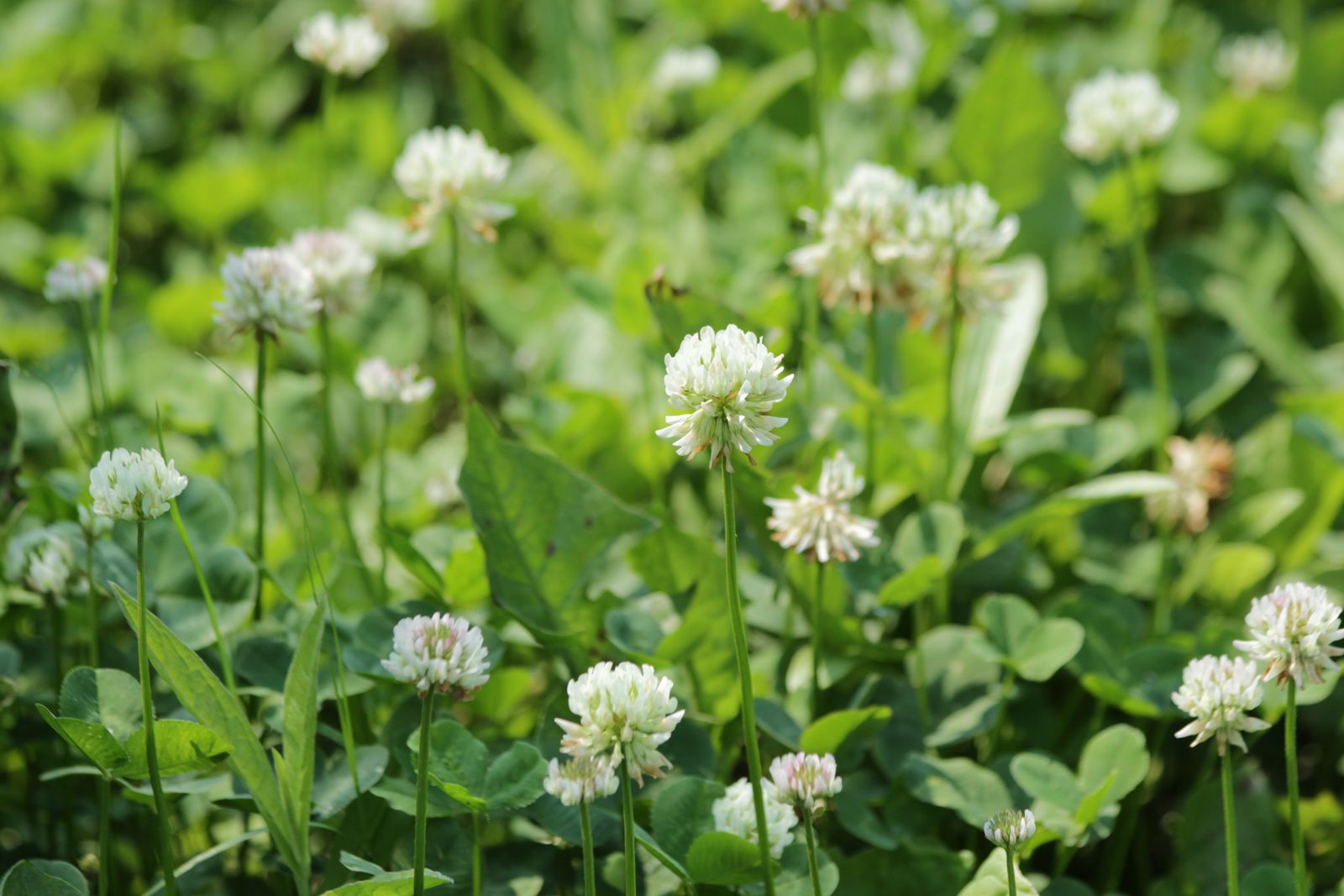 Le trèfle blanc (Trifolium repens) améliore la qualité du sol au jardin bio. © zoosnow, Pixabay