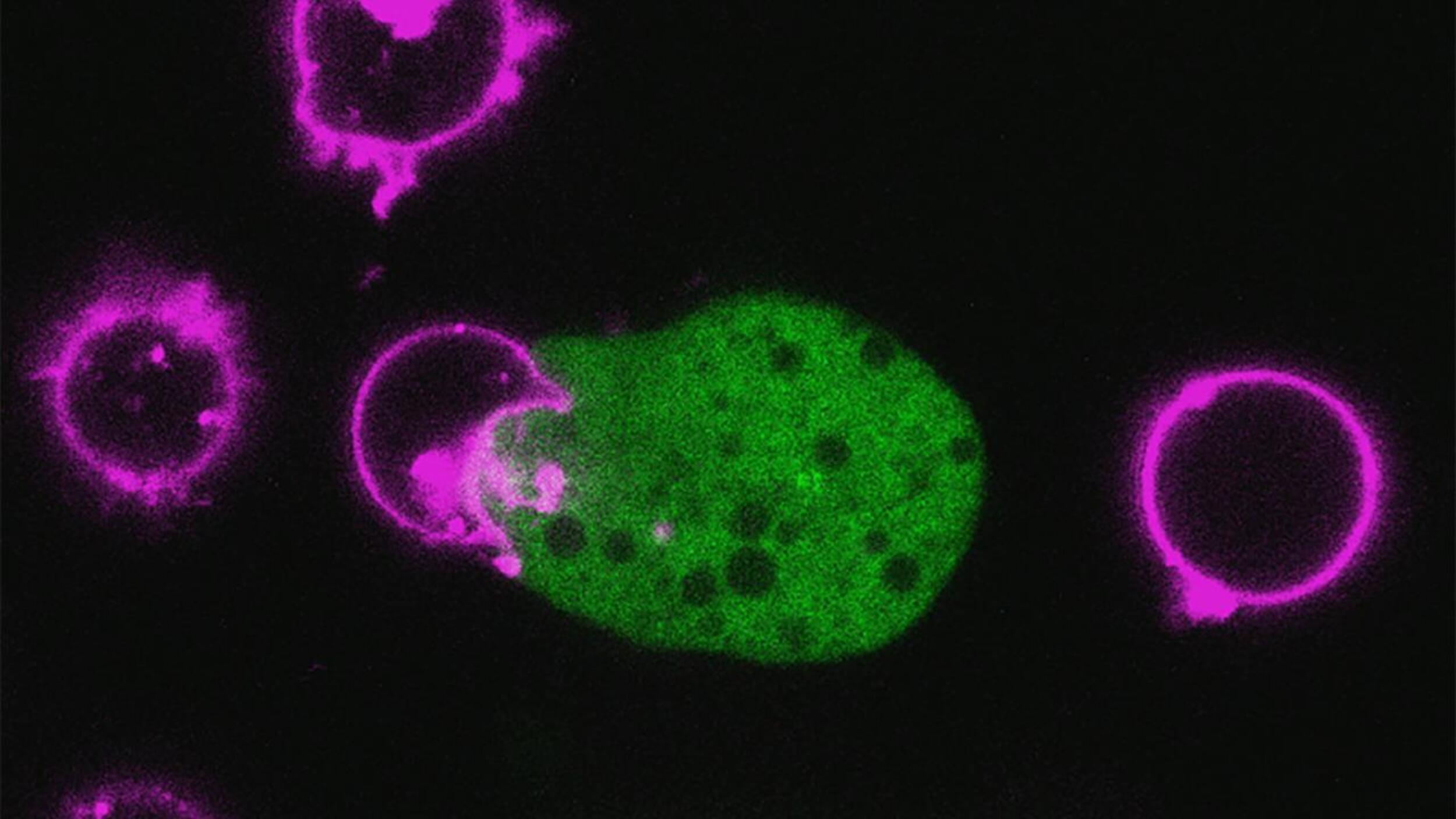 L’amibe attaque les cellules du côlon vivantes en les avalant, un processus appelé trogocytose qui provoque une accumulation de calcium qui finit par tuer la cellule et endommager les tissus. © Katherine Ralston