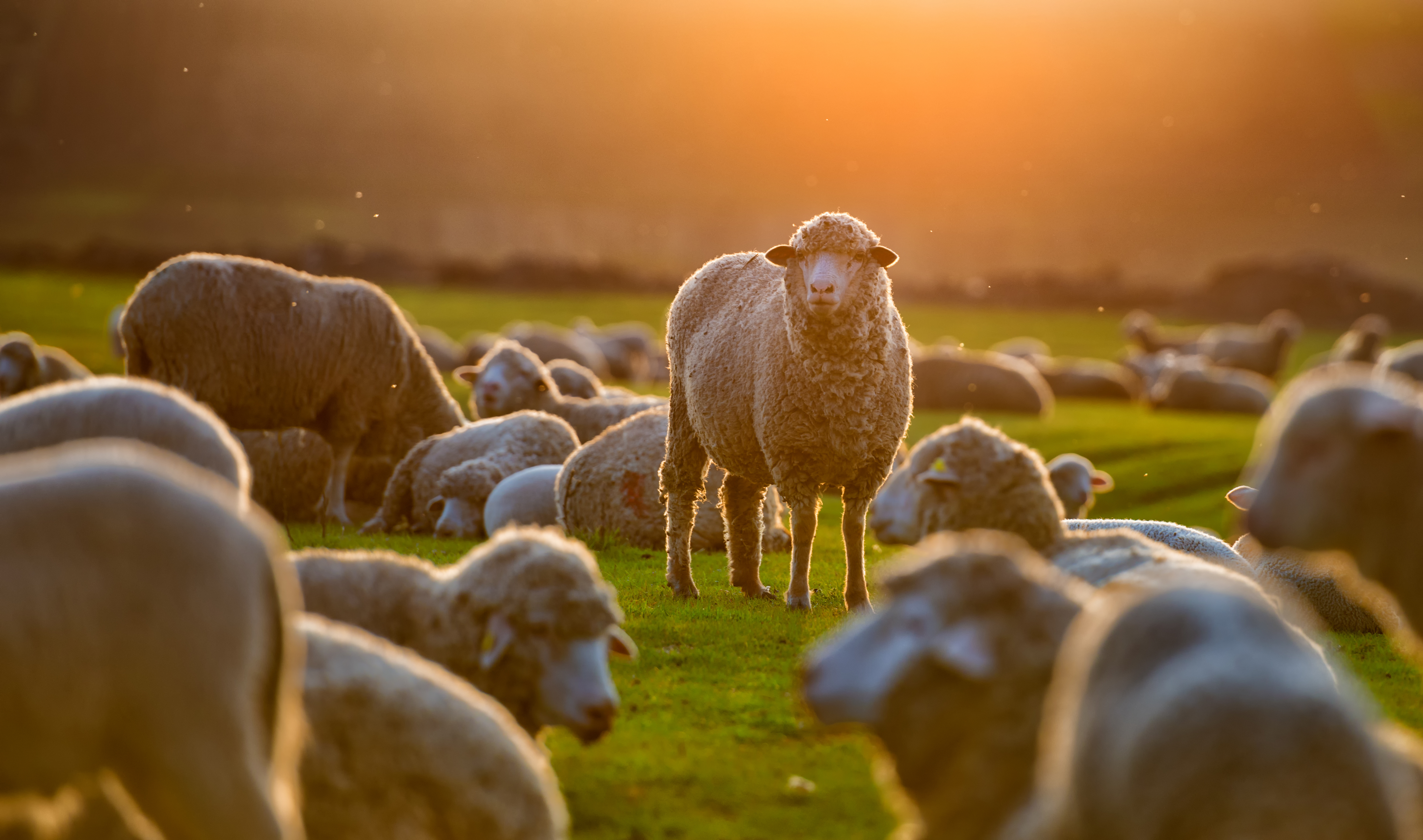 Les mouvements collectifs des moutons se définissent grâce à des leaders temporaires. © tutye, Adobe Stock