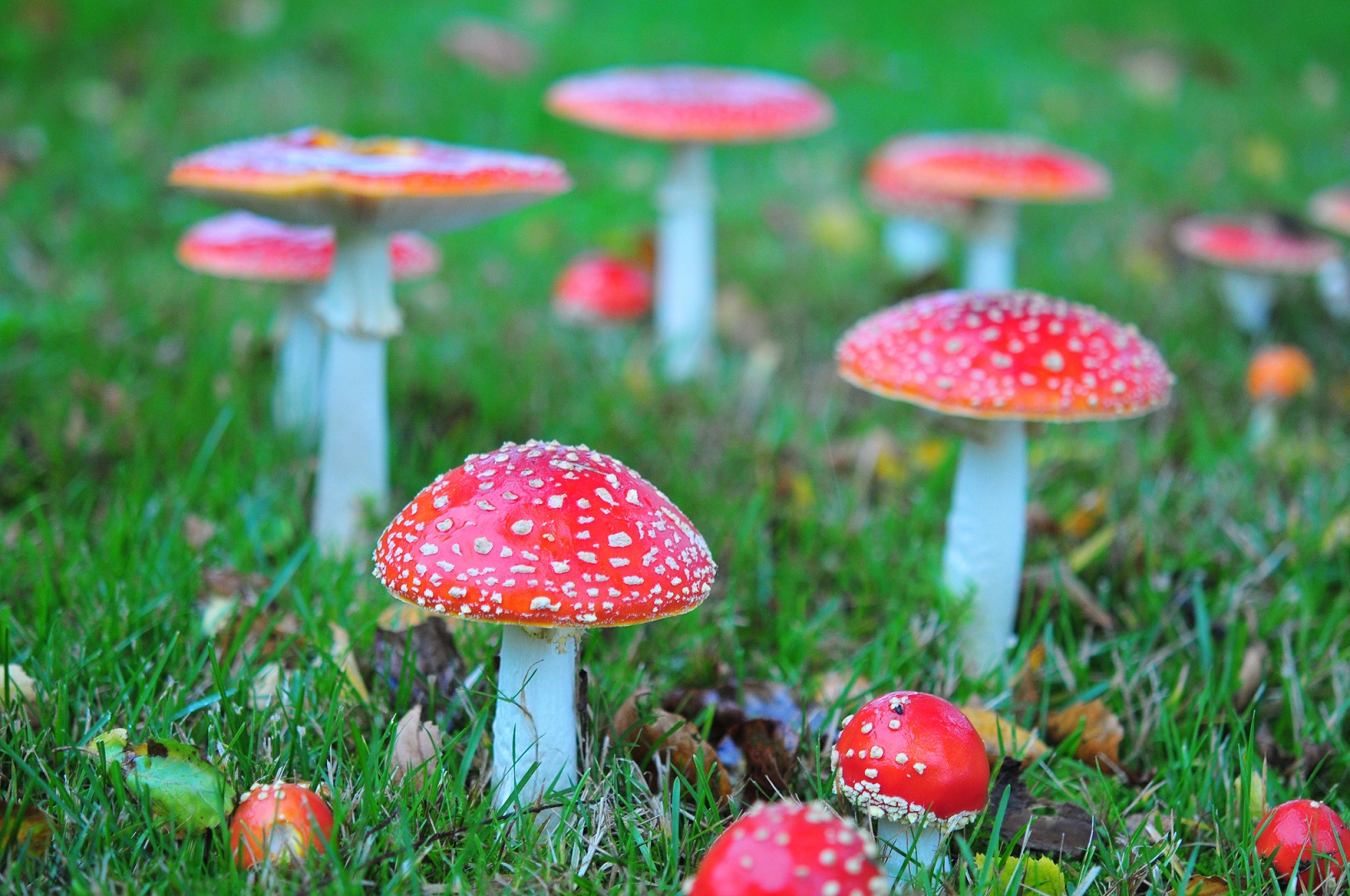 L’amanite tue-mouches est un champignon aux propriétés hallucinogènes. © julochka, Flickr, CC by-nc 2.0
