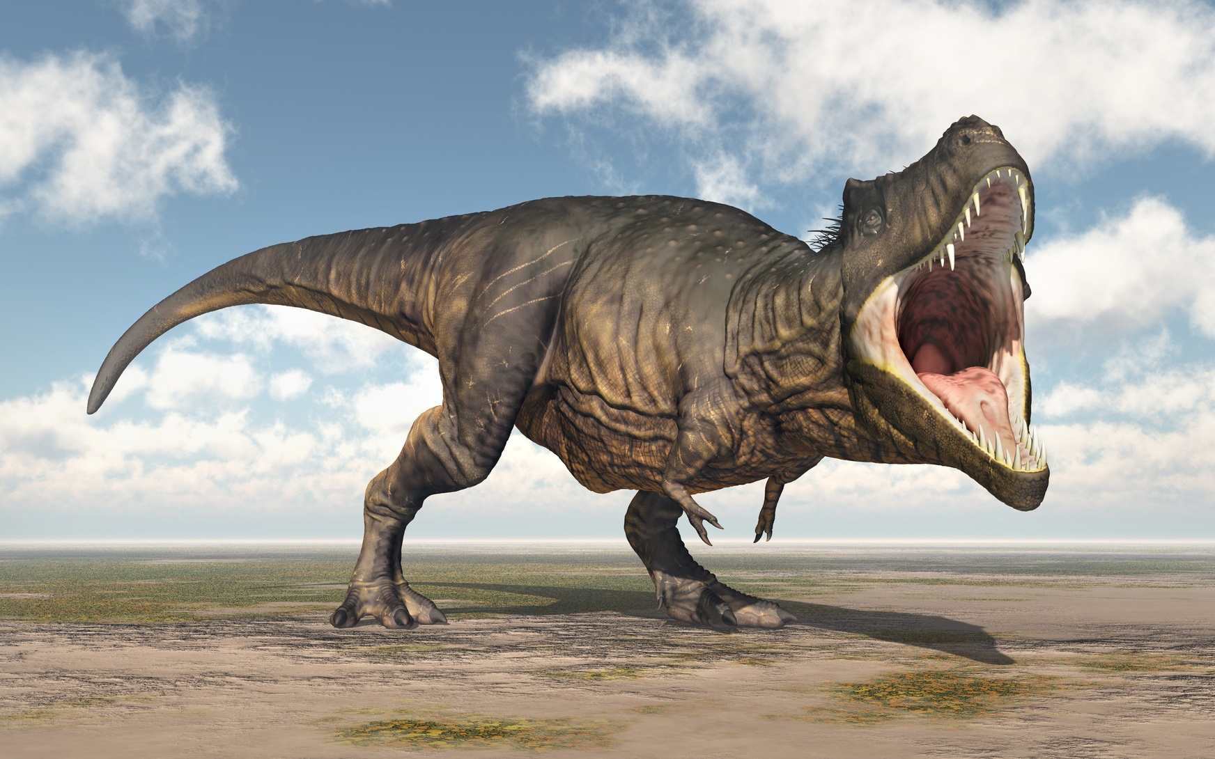 Le Tyrannosaurus&nbsp;rex est un redoutable prédateur de la fin du Crétacé. © Michael Rosskothen, Fotolia