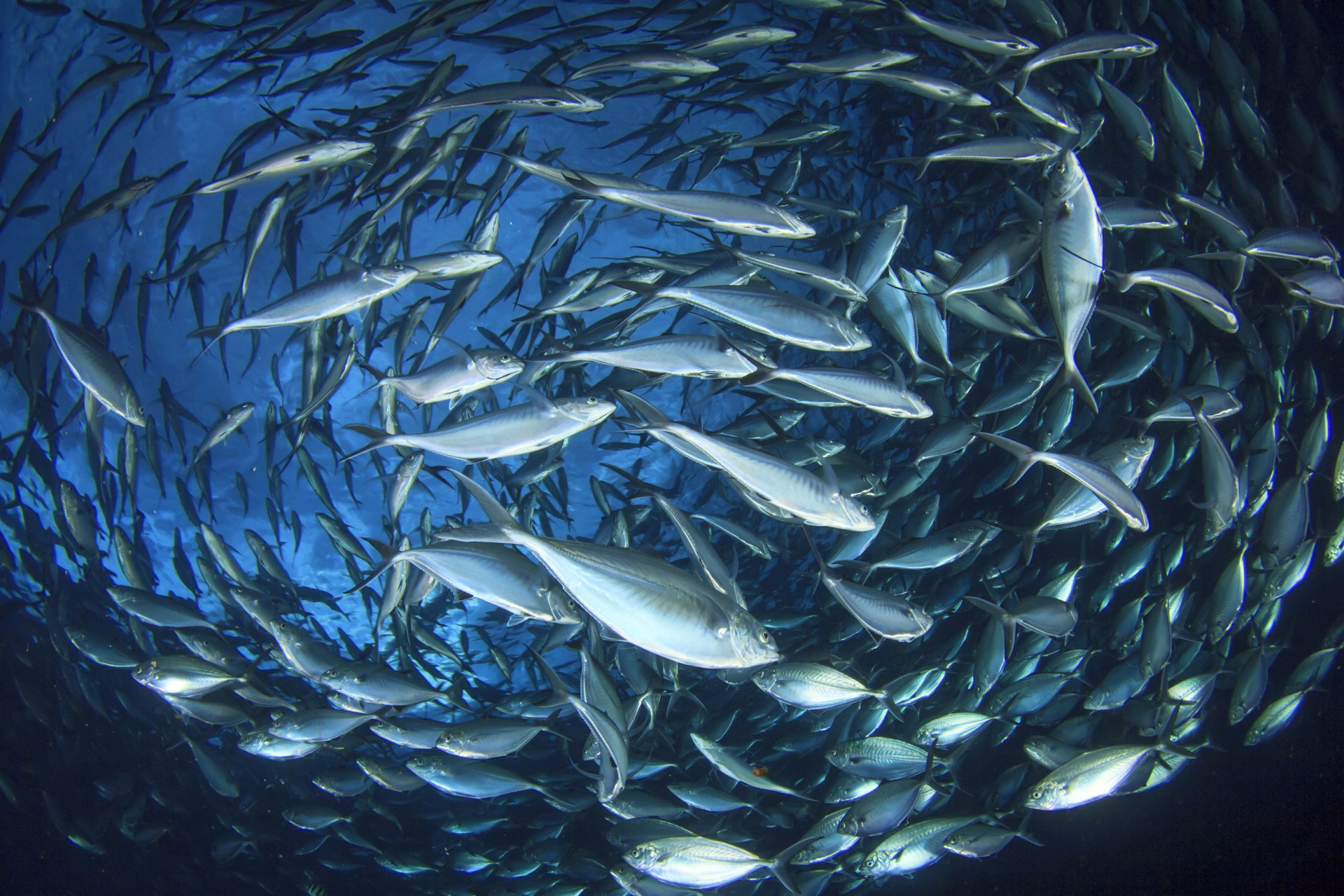 La mise en place de quotas de pêche et la lutte contre la pêche illégale permettent à certaines populations de poissons de mieux se porter. © Richard Carey, Adobe Stock