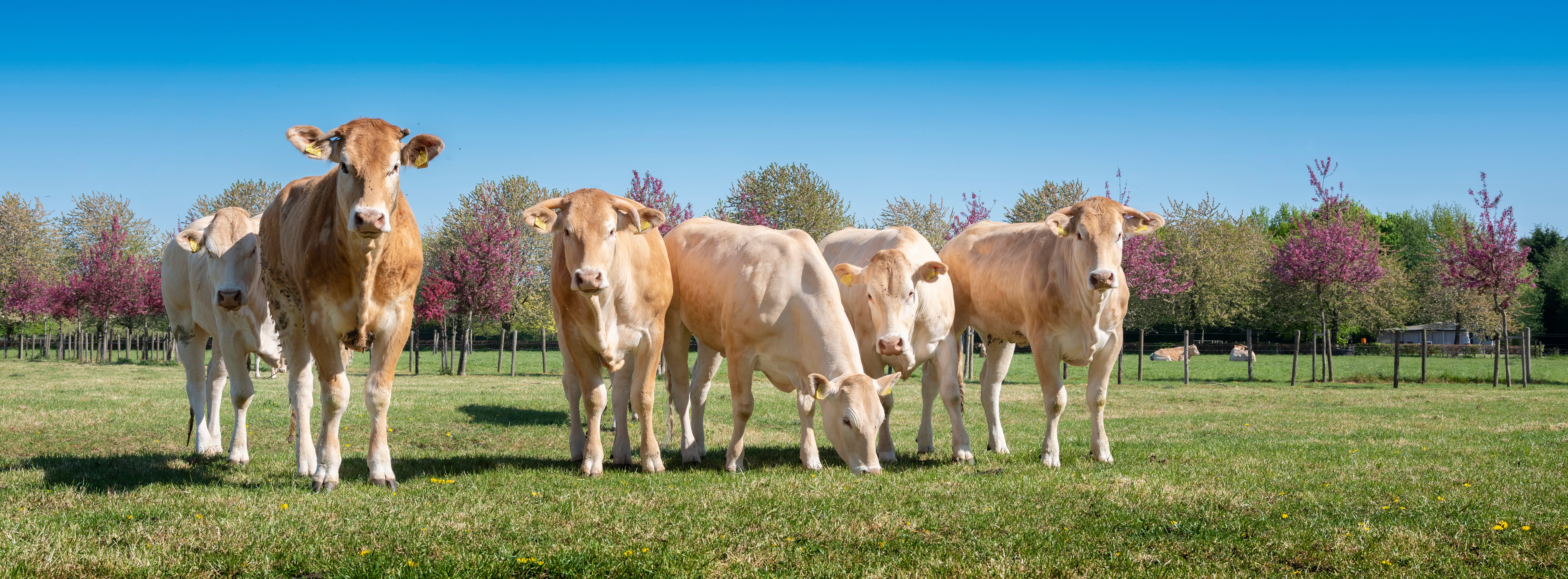 Des vaches pesant 500 à 600 kilos peuvent avoir un rumen, ou panse, d'un volume de 100 litres. ©  ahavelaar, Adobe Stock 
