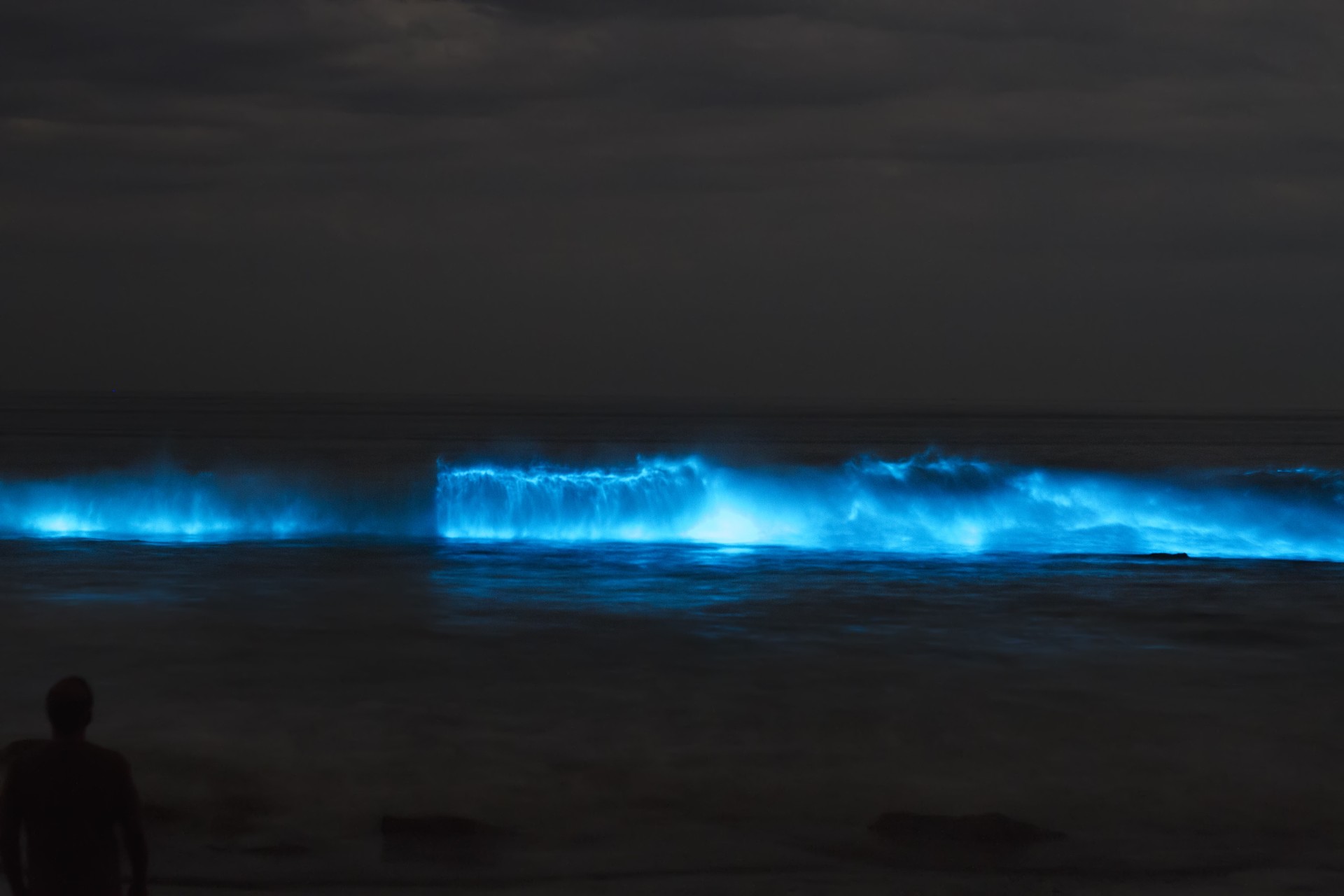 Une vague bioluminescente près du rivage. © EcaterinaLeonte, Adobe Stock 