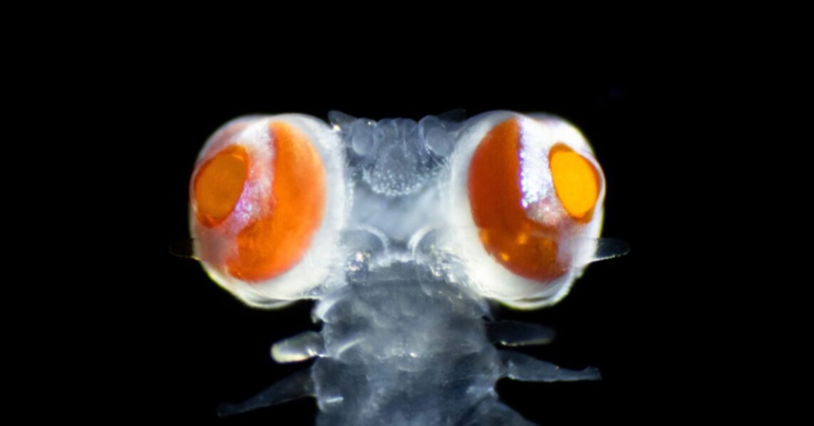 Ces vers marins ont des yeux qui pèsent 20 fois plus lourds que leur tête, capables de percevoir la lumière ultraviolette ! © Michael Bok
