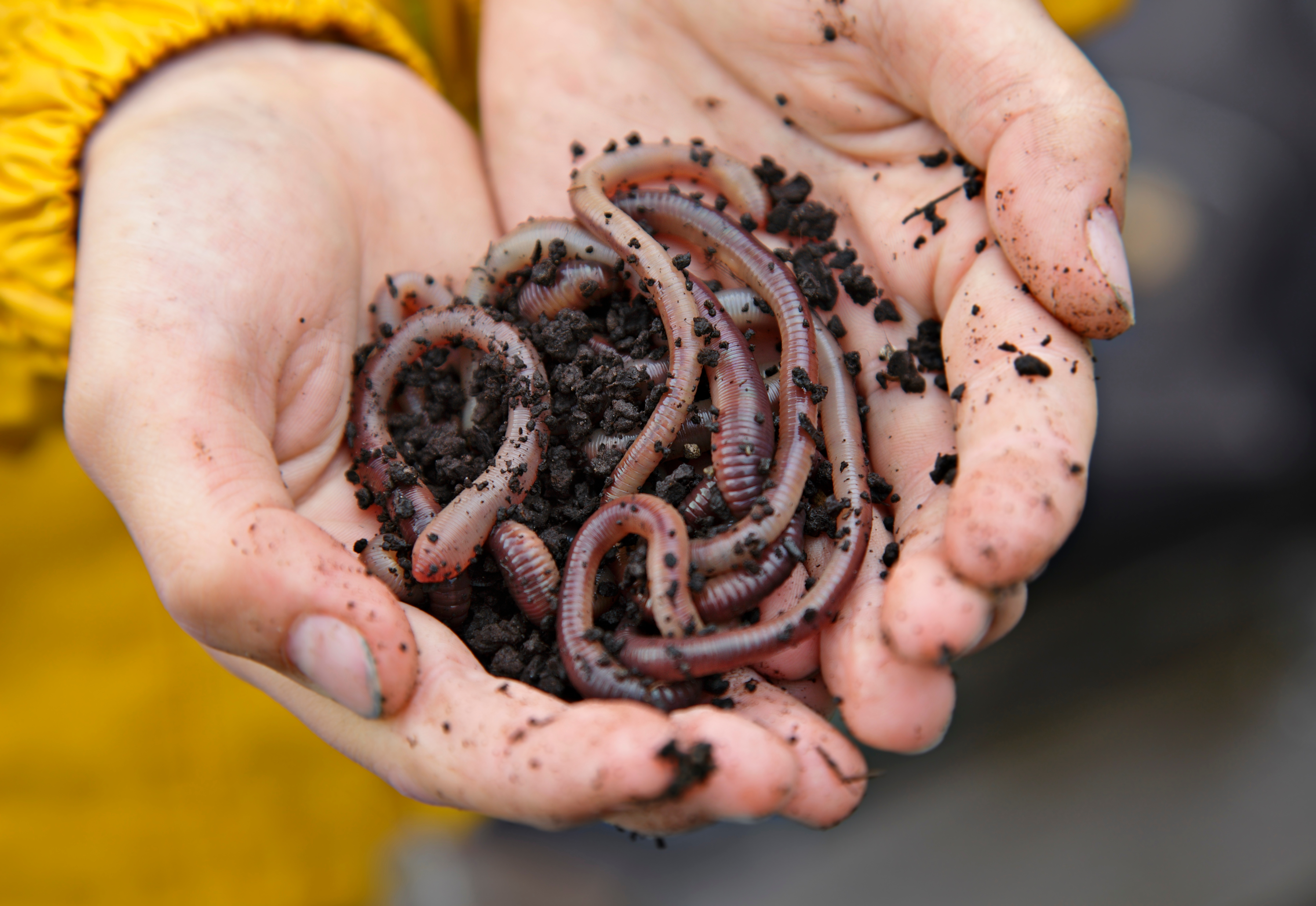  Les vers de terre peuvent avaler jusqu’à 400 tonnes de terre par hectare et par an © Friedberg, AdobeStock