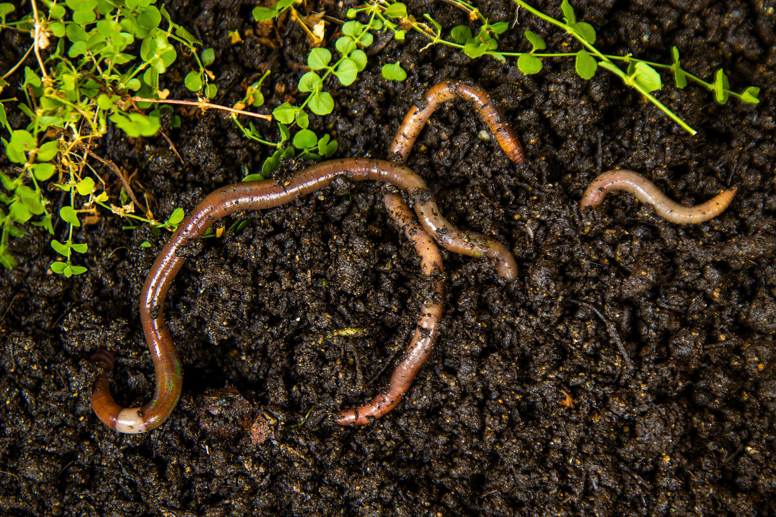 Comment limiter l'expansion du vers sauteur (Amynthas agrestis) ? © Juankphoto, iStock