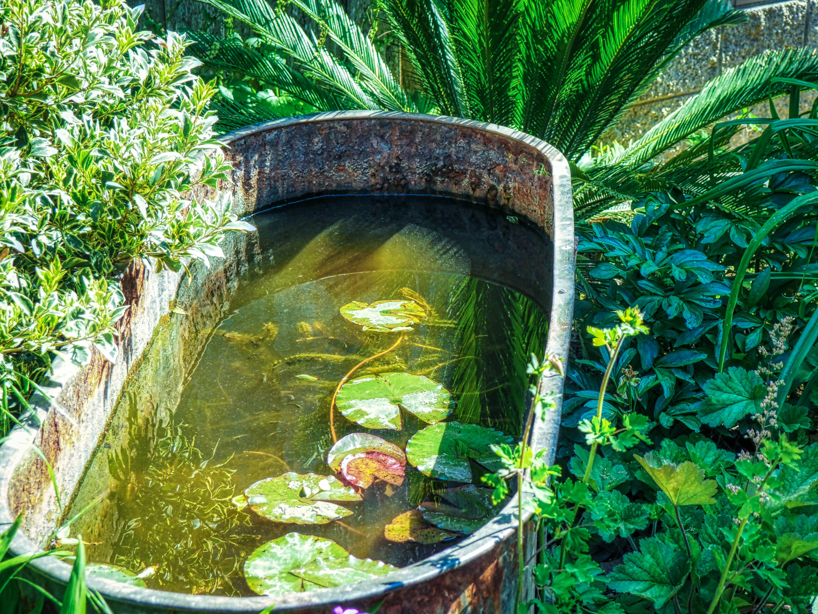 Une vieille baignoire en zinc transformée en bassin peut apporter un charme fou à votre jardin ! © Mike, Adobe Stock