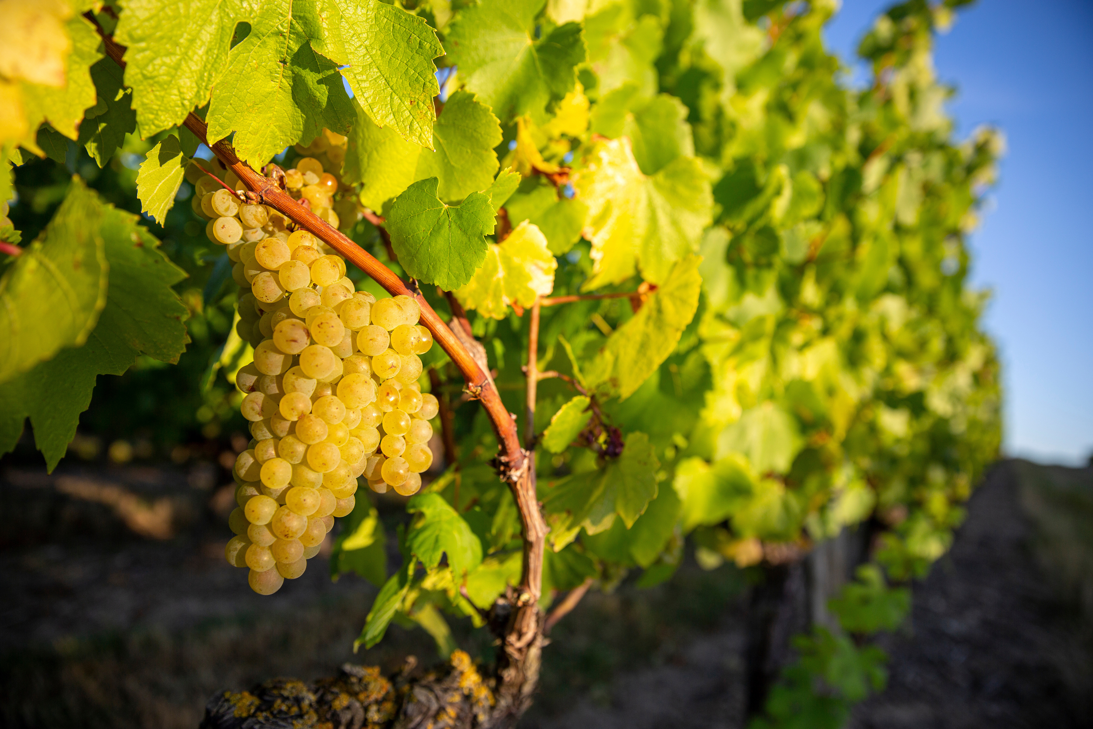 Le changement climatique participe au développement des vignobles au Royaume... mais faut-il s’en réjouir&nbsp;?&nbsp;© Thierry Ryo, Adobe Stock