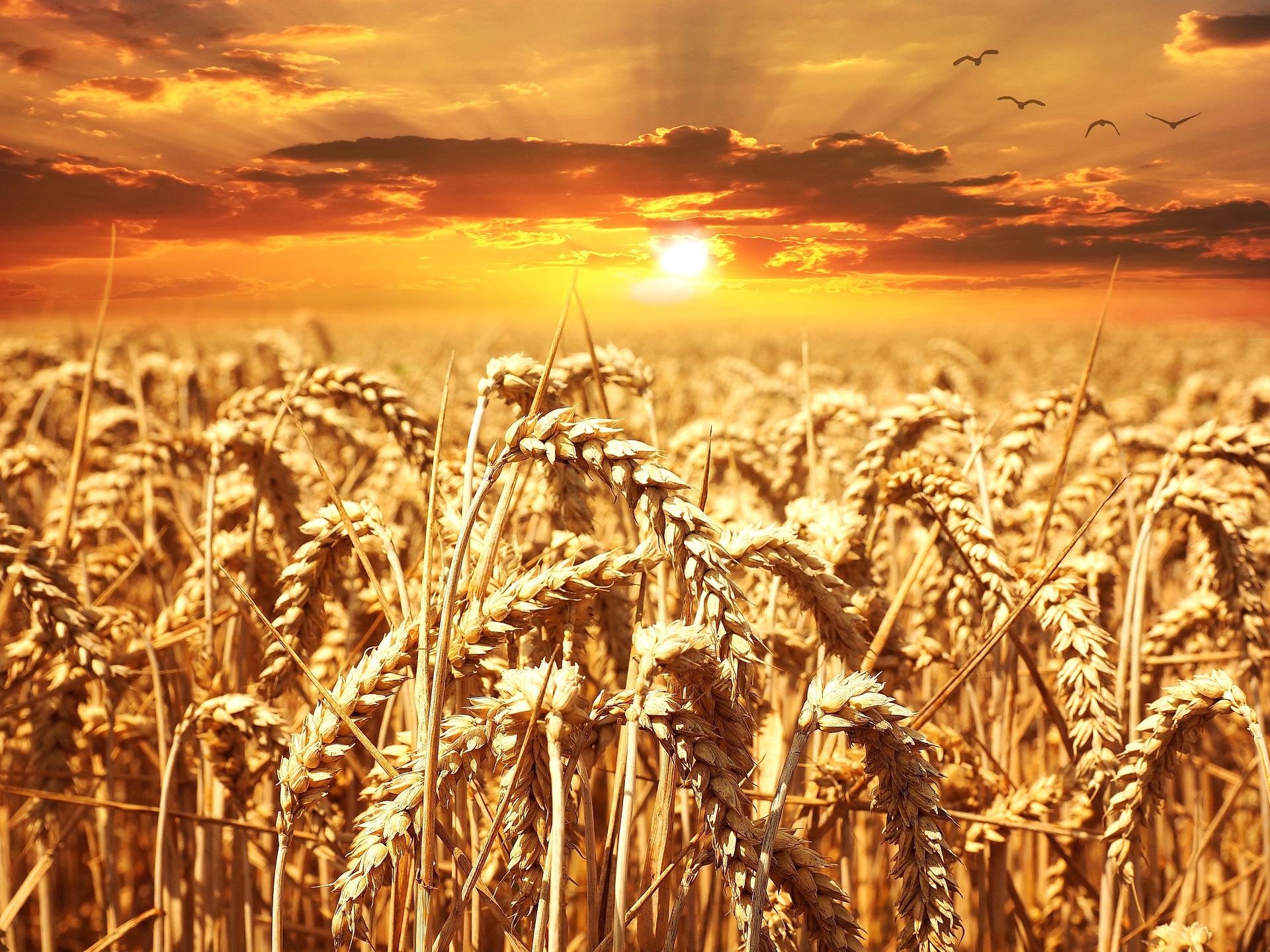 L'agriculture peut réussir le défi de s'adapter au changement climatique selon le Haut conseil pour le climat. © Pezibear, Pixabay