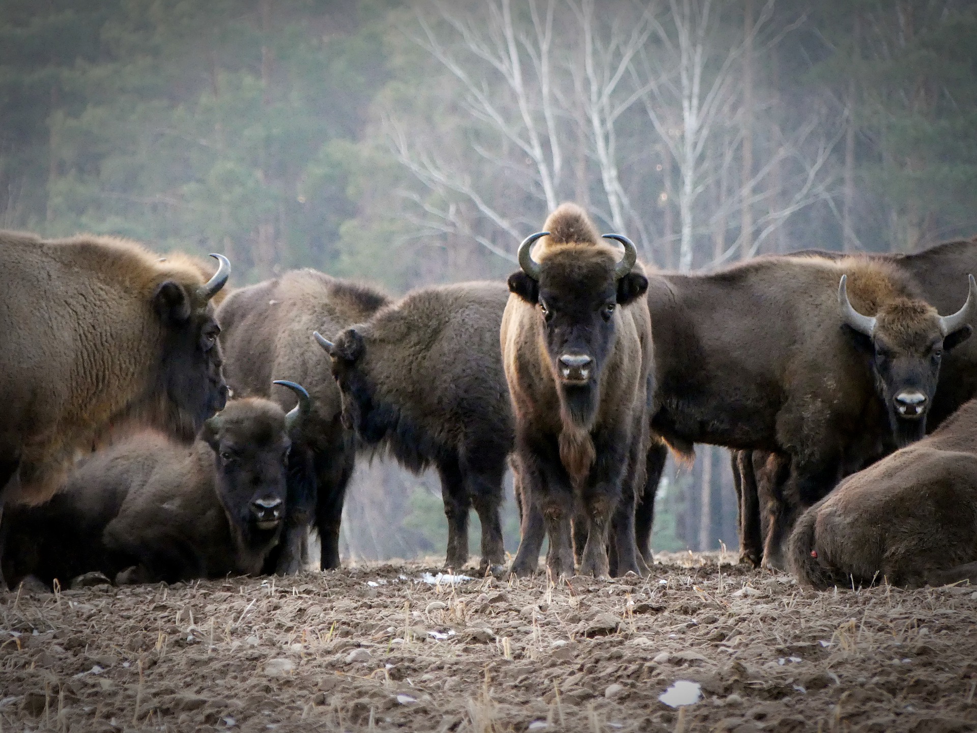 En Europe, la réintroduction du bison d'Europe permettrait à la biodiversité de se restaurer selon le Programme des Nations Unies pour l'Environnement. © Andrzej_Kulak/Pixabay&nbsp;