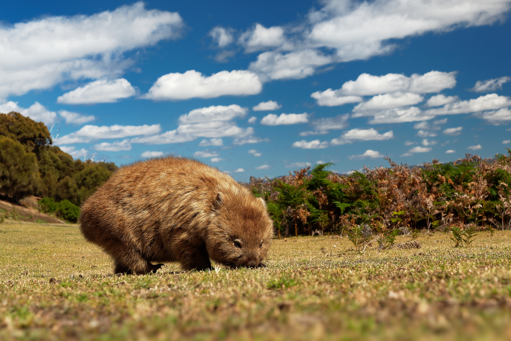 Le wombat commun est le plus gros mammifère creusant des terriers. © phototrip.cz, fotolia