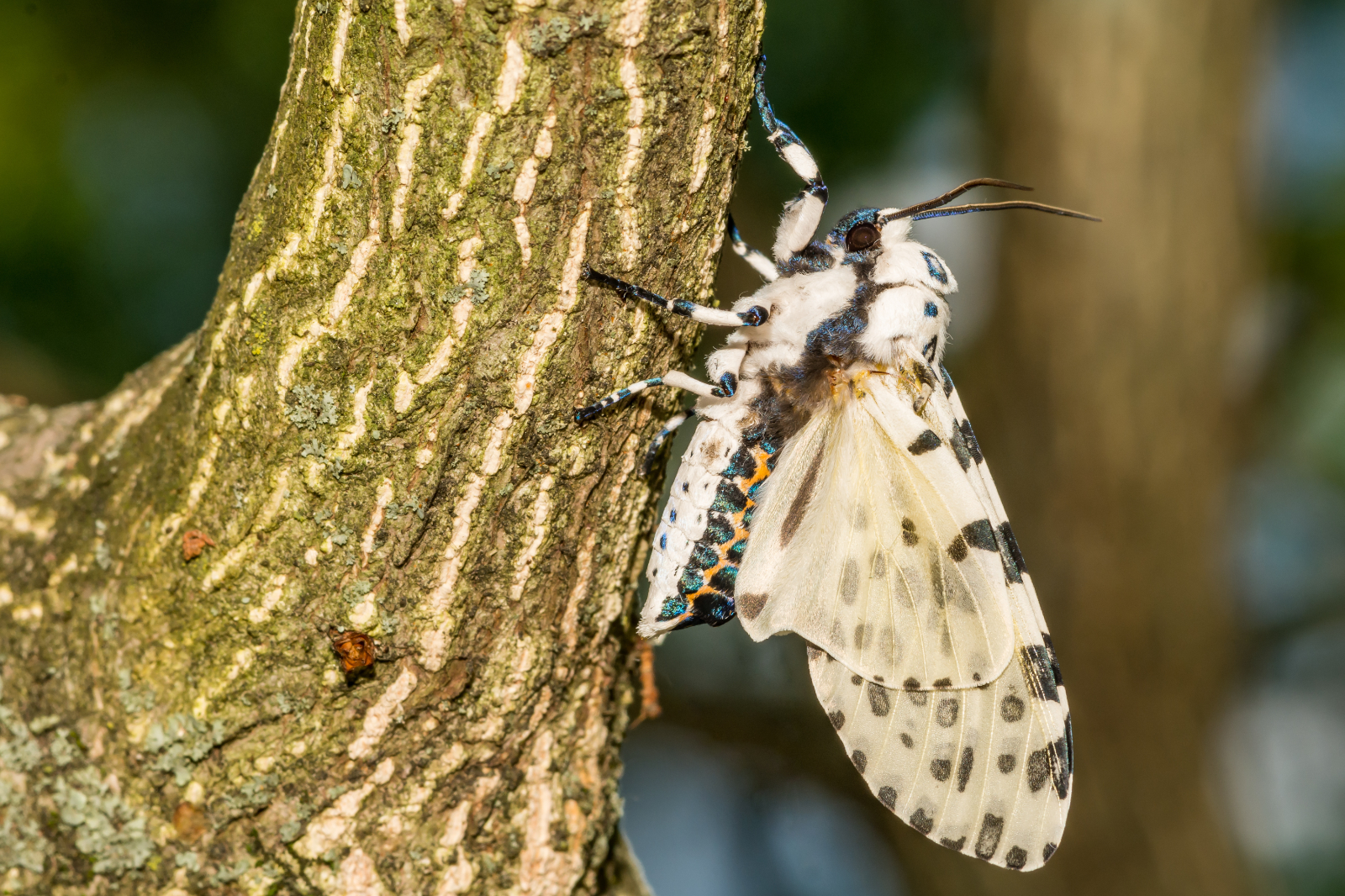 La zeuzère, joli papillon, mais ses chenilles sont féroces ! © ondreicka, Adobe Stock