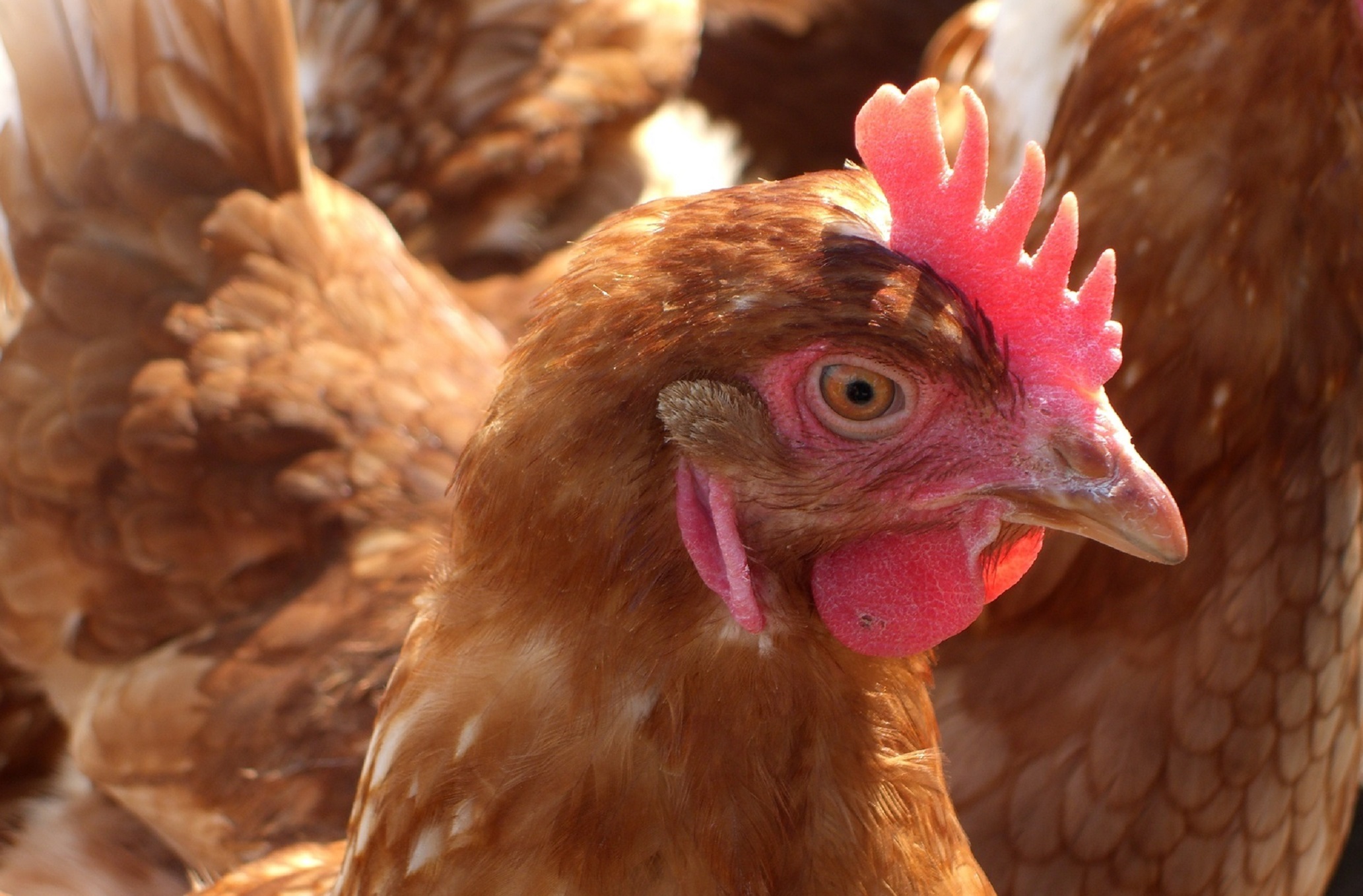 La grippe aviaire est une zoonose transmise par les oiseaux. © fuxart, Fotolia